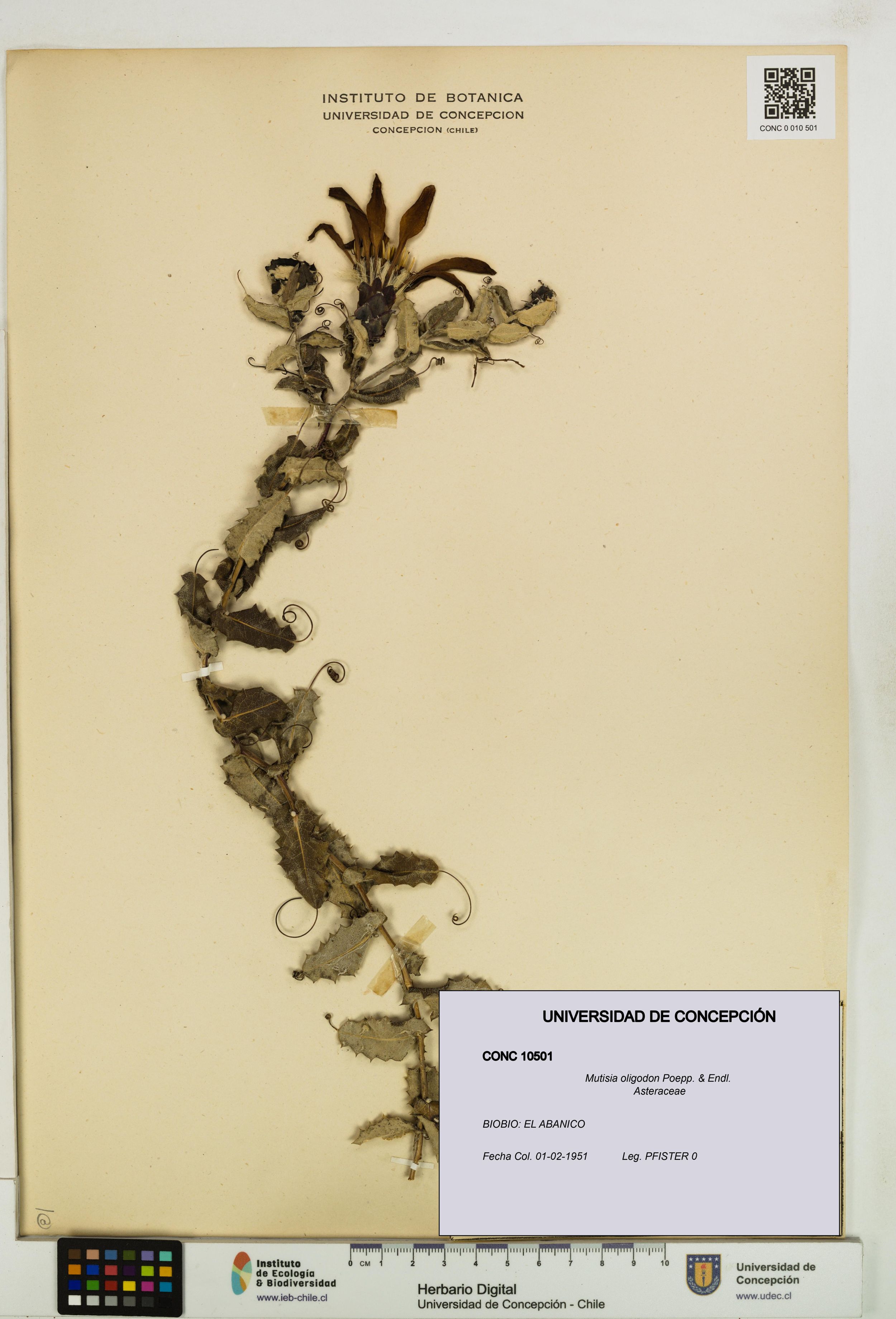 Mutisia oligodon [Espécimen: ]