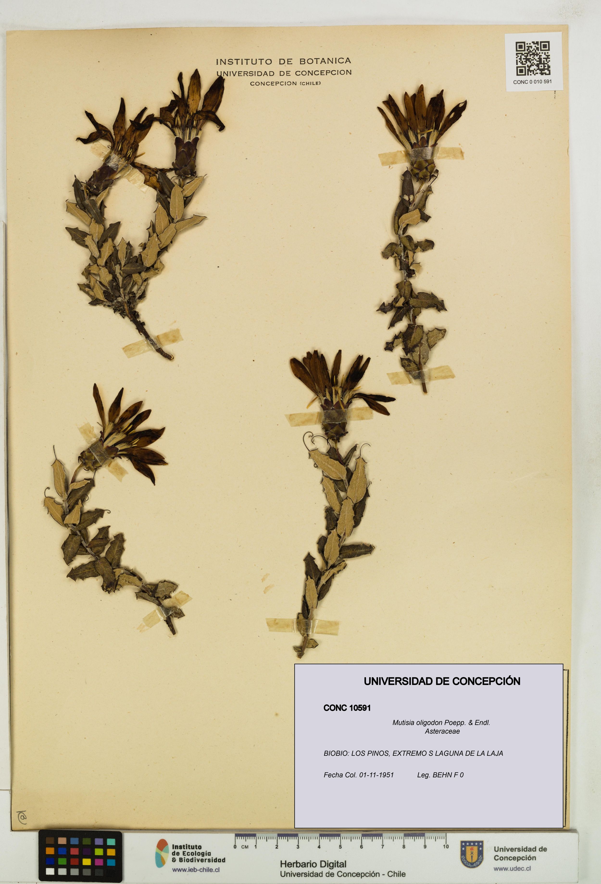 Mutisia oligodon [Espécimen: ]