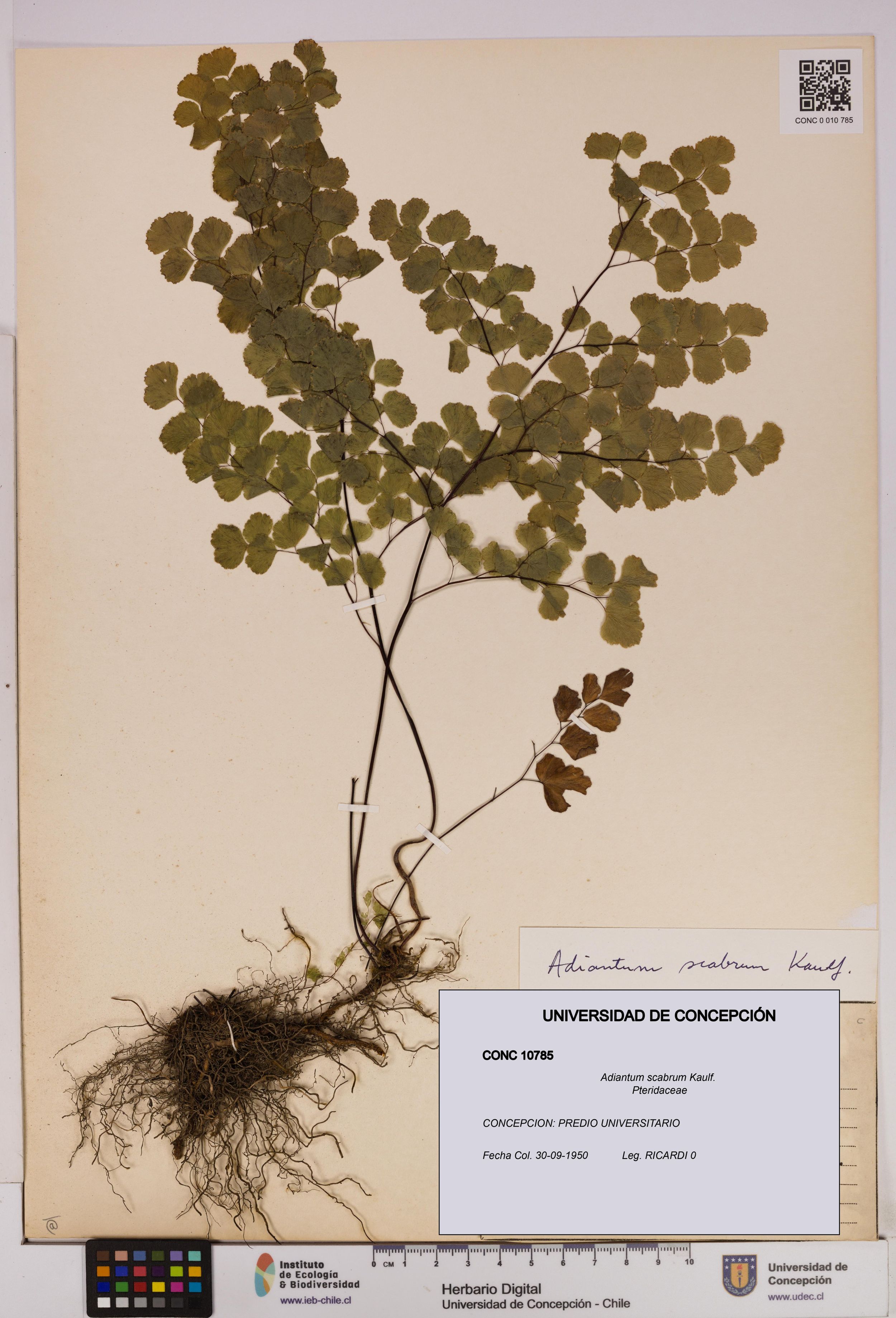Adiantum scabrum [Espécimen: ]