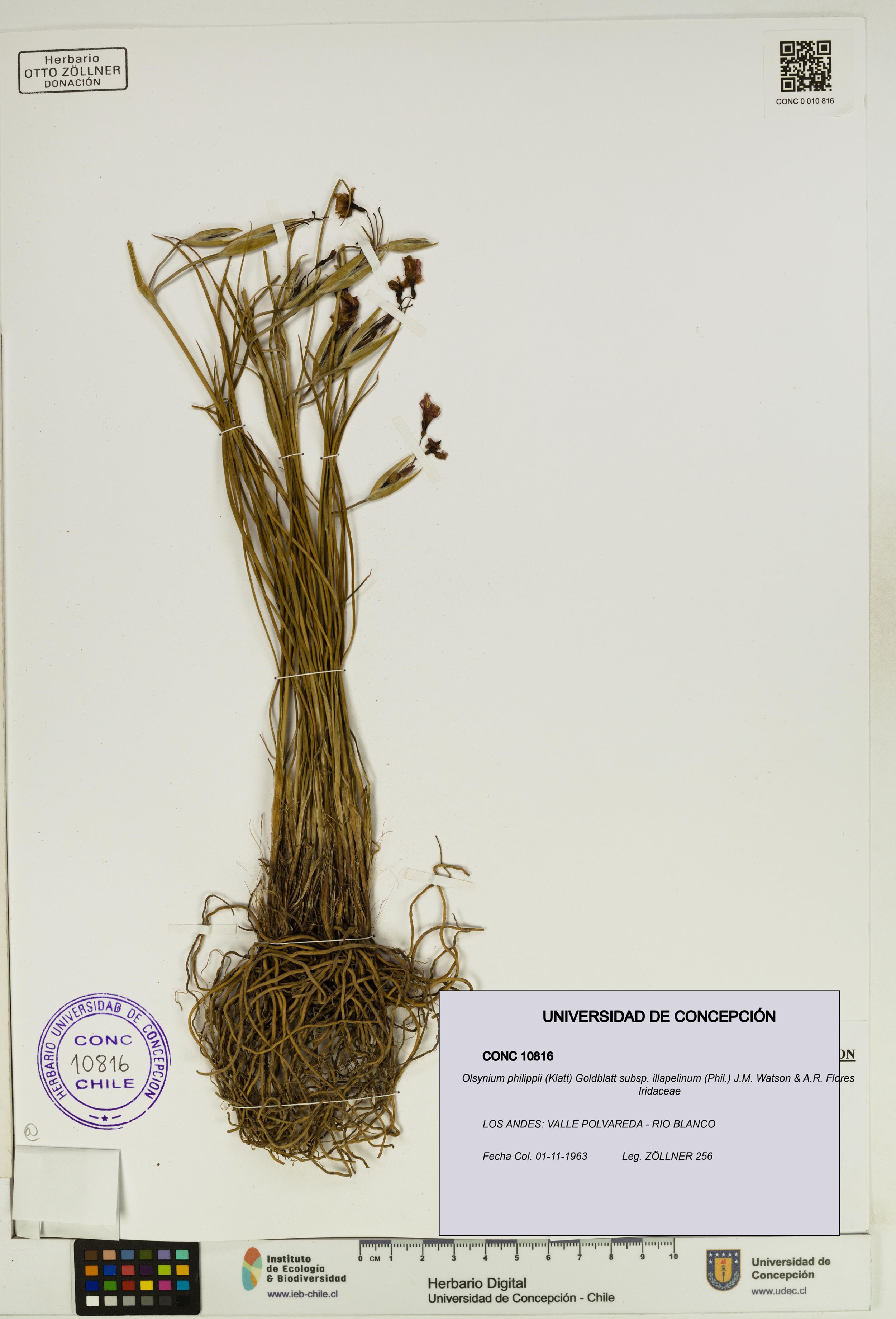 Olsynium philippii subsp. illapelinum [Espécimen: ]