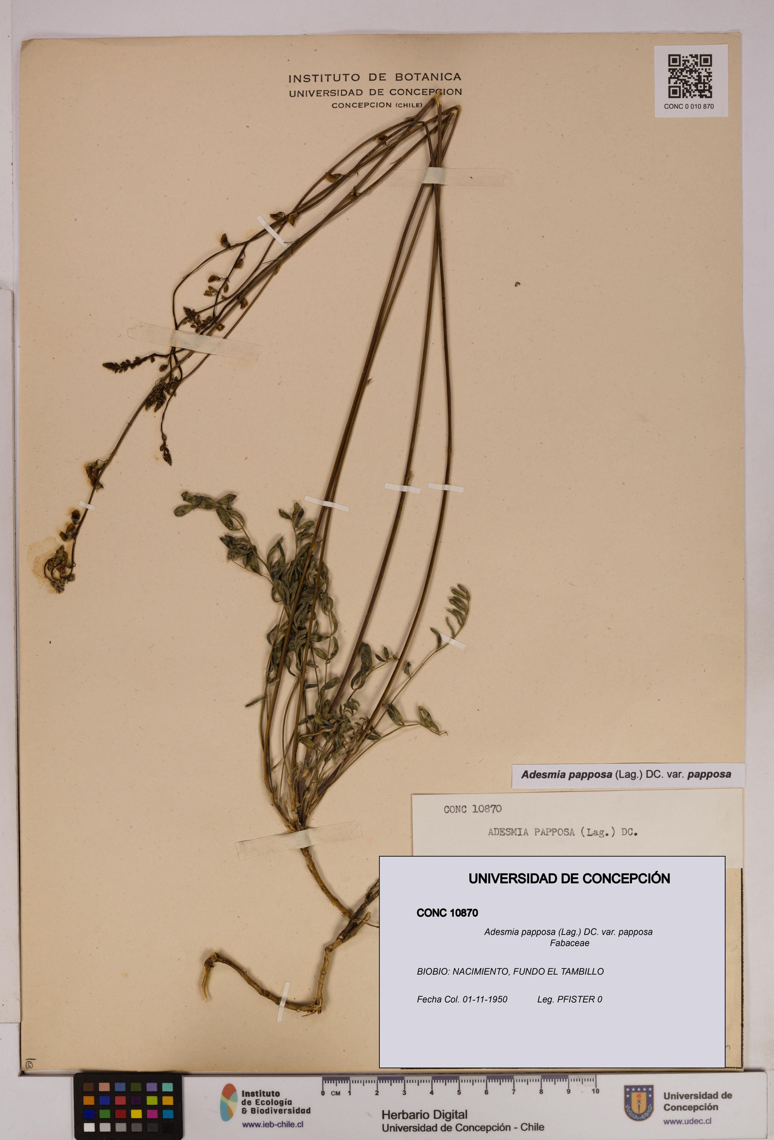 Adesmia papposa var. papposa [Espécimen: ]
