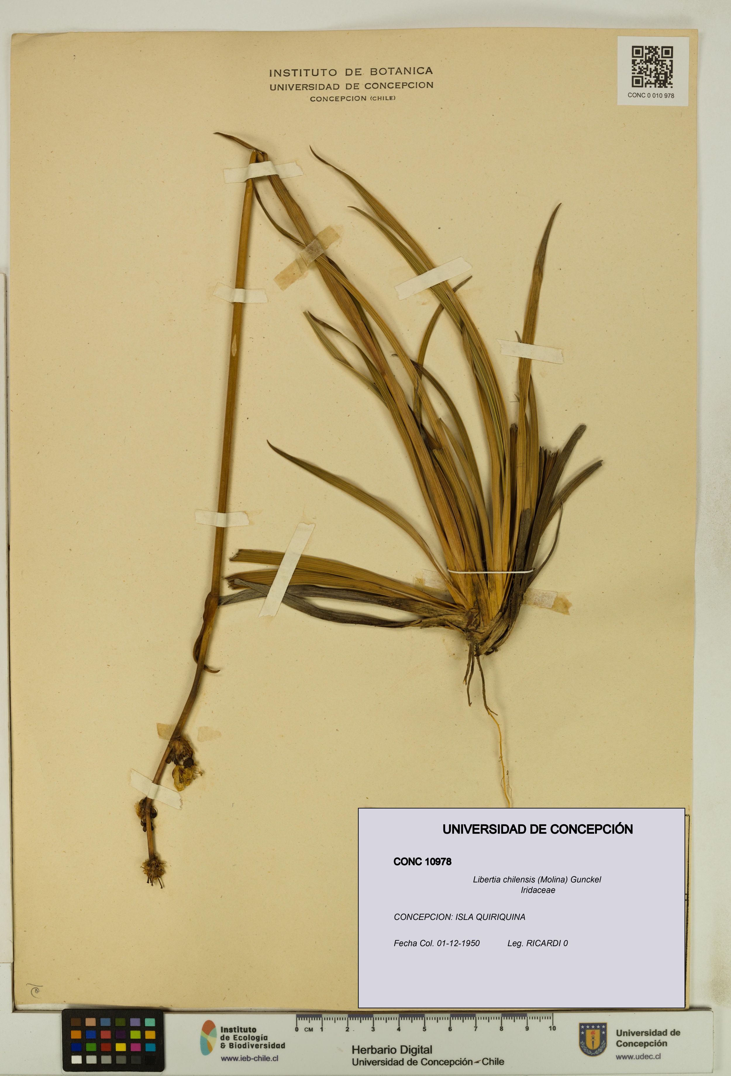 Libertia chilensis [Espécimen: ]
