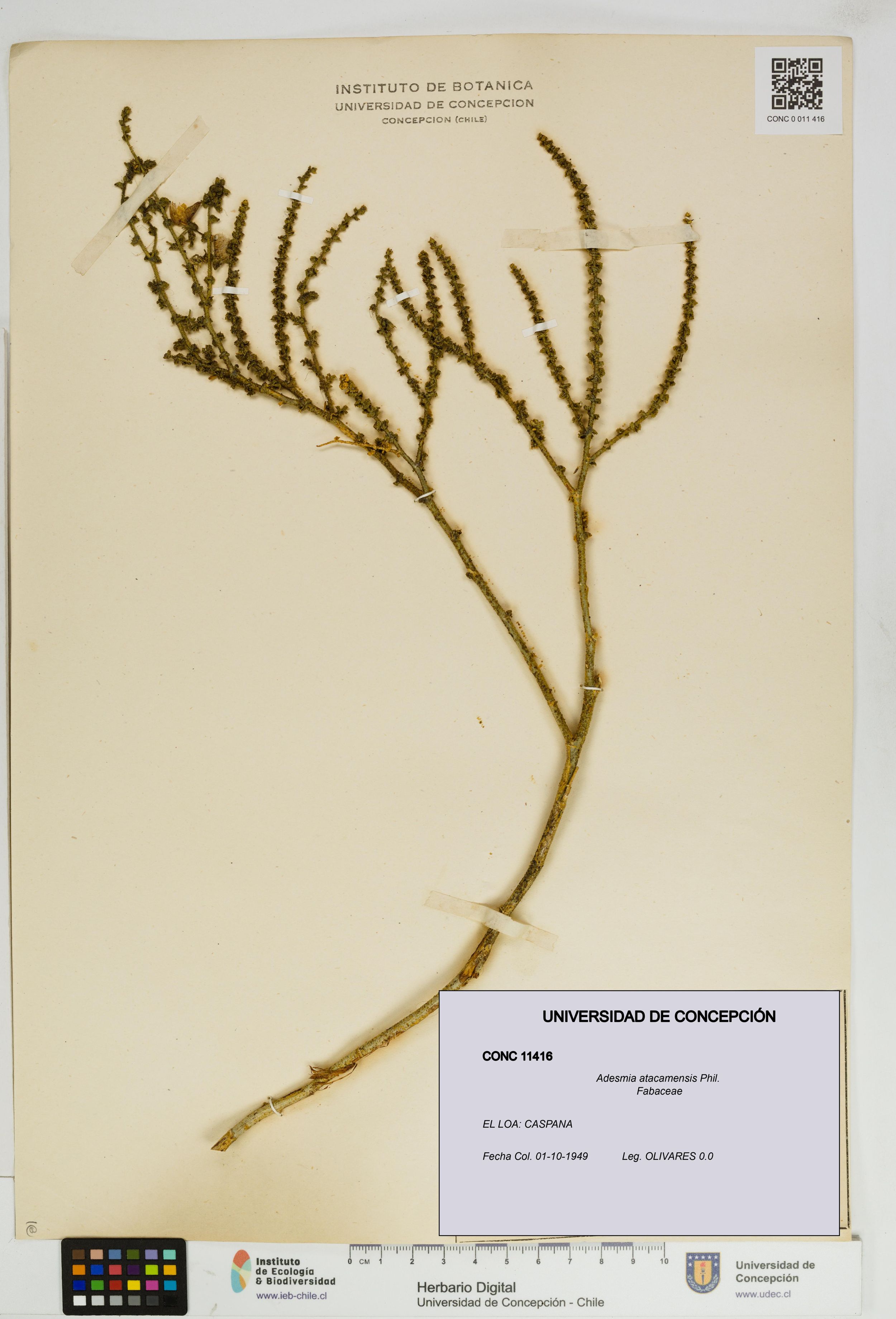Adesmia atacamensis [Espécimen: ]