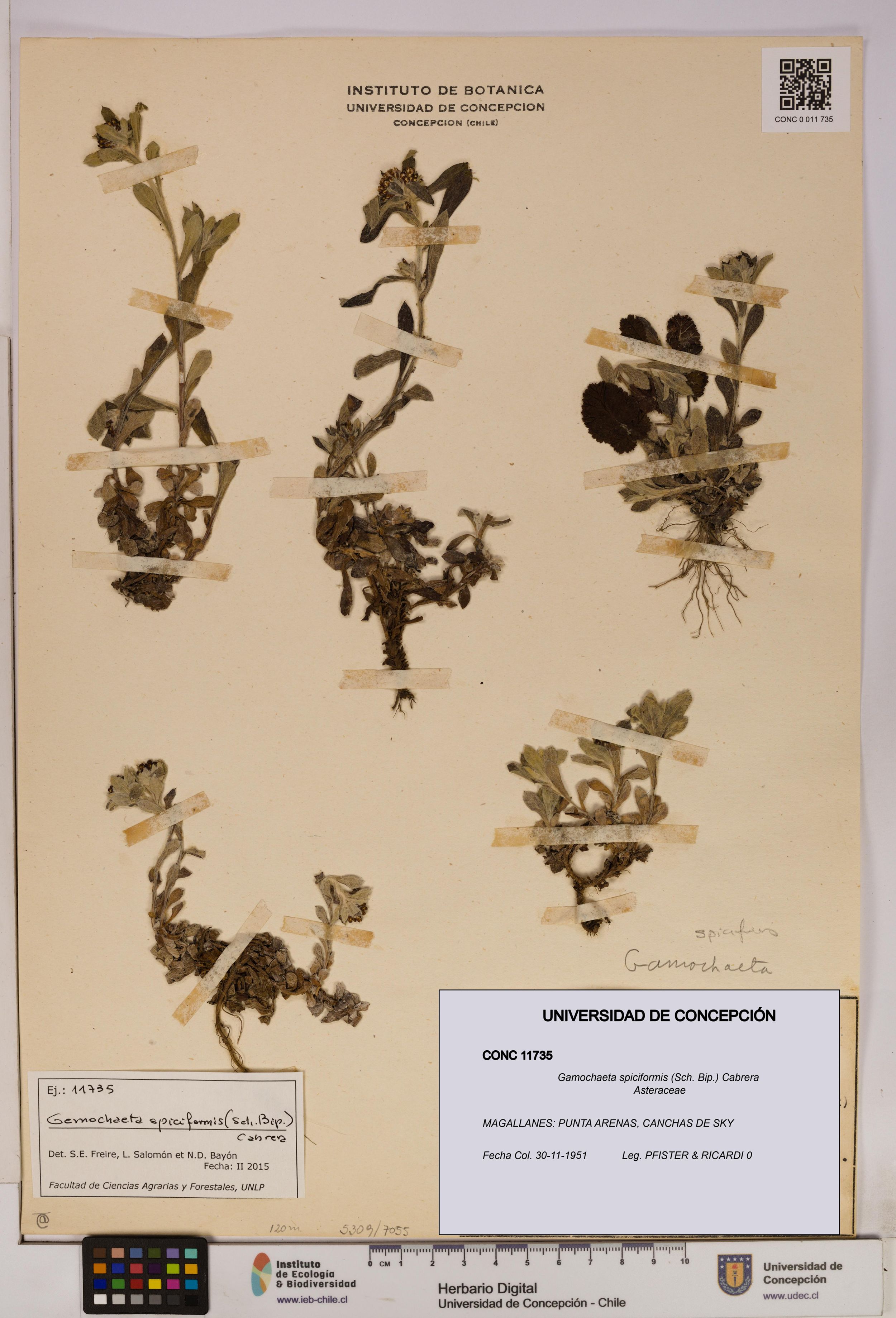 Gamochaeta spiciformis [Espécimen: ]