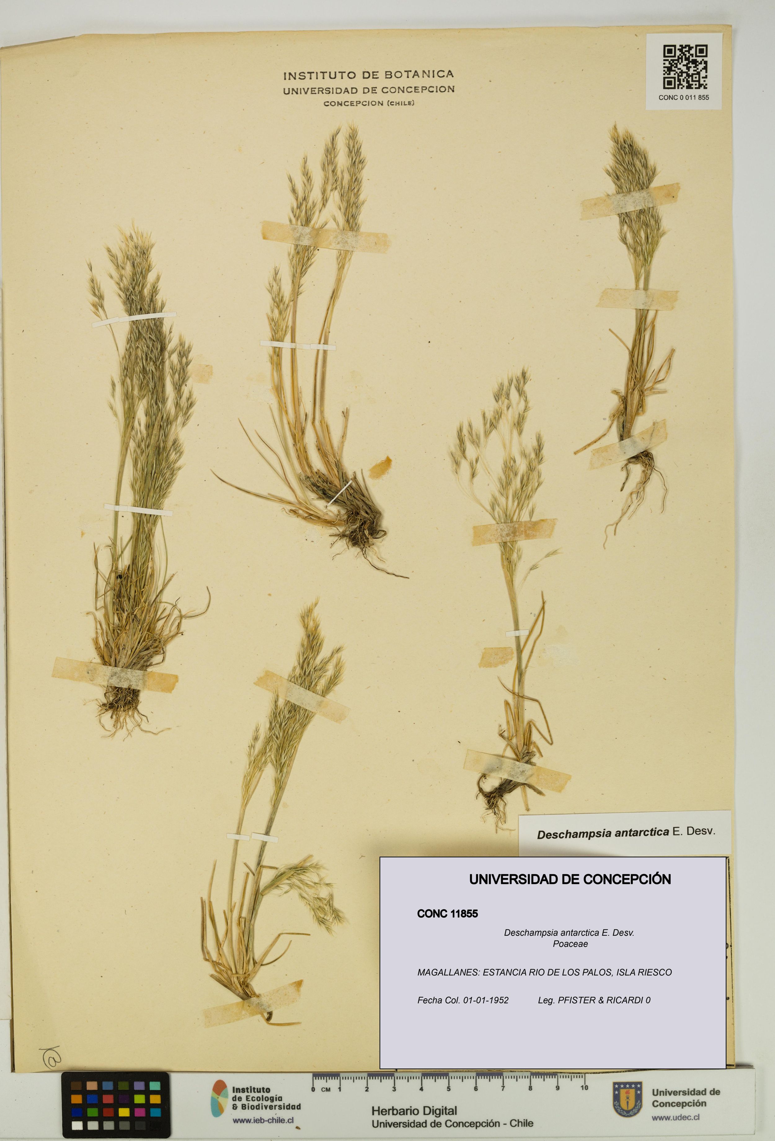 Deschampsia antarctica [Espécimen: ]