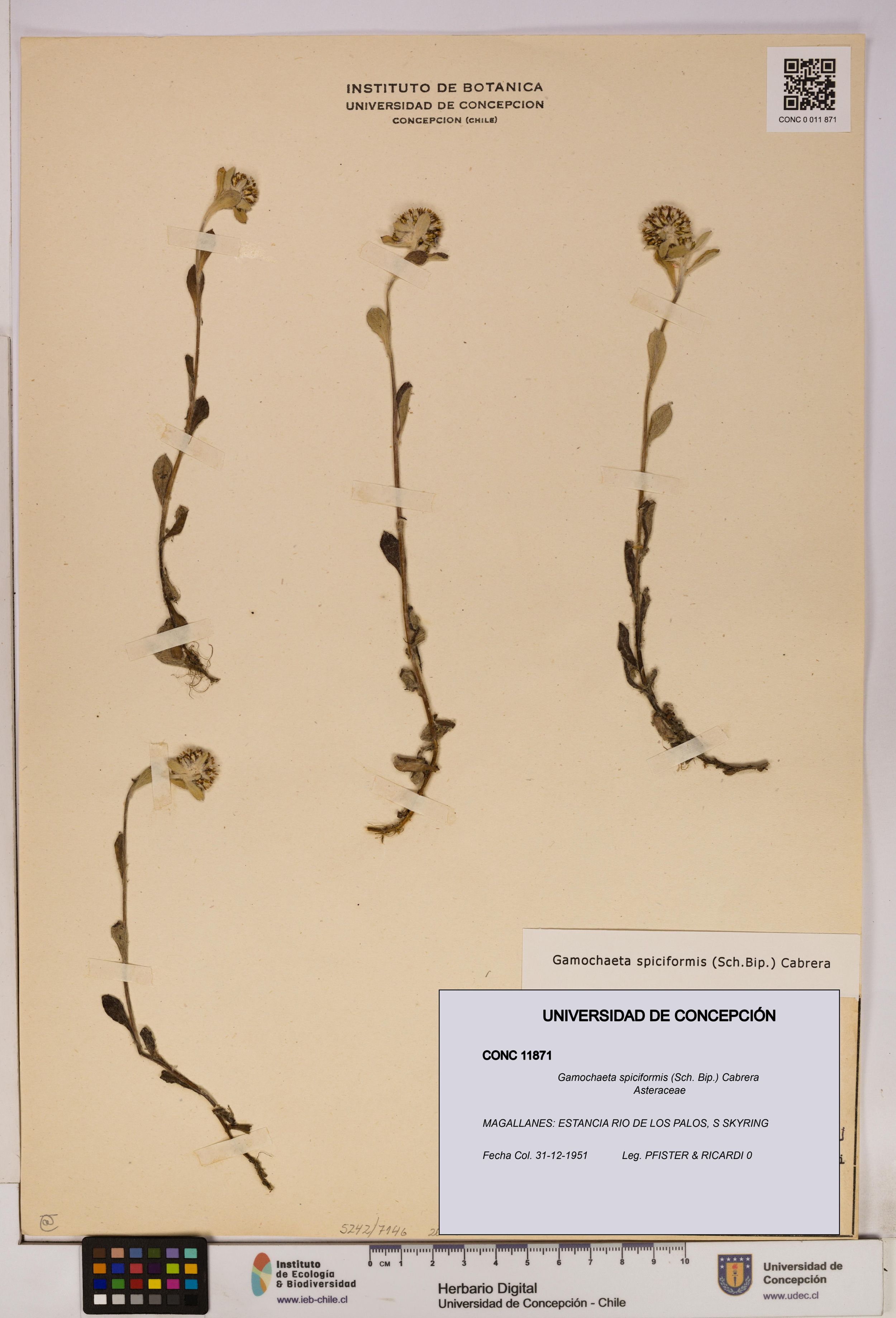 Gamochaeta spiciformis [Espécimen: ]