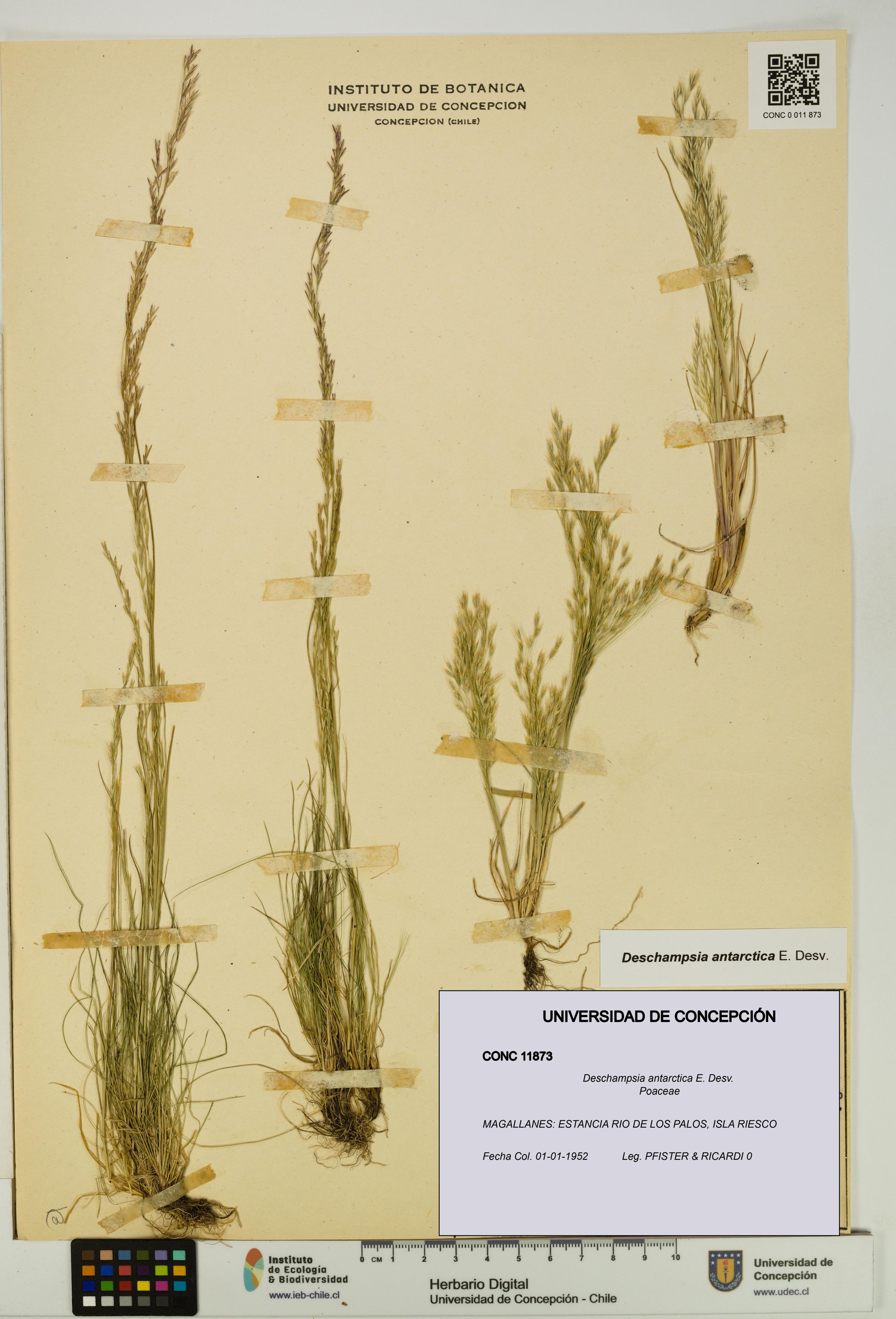Deschampsia antarctica [Espécimen: ]