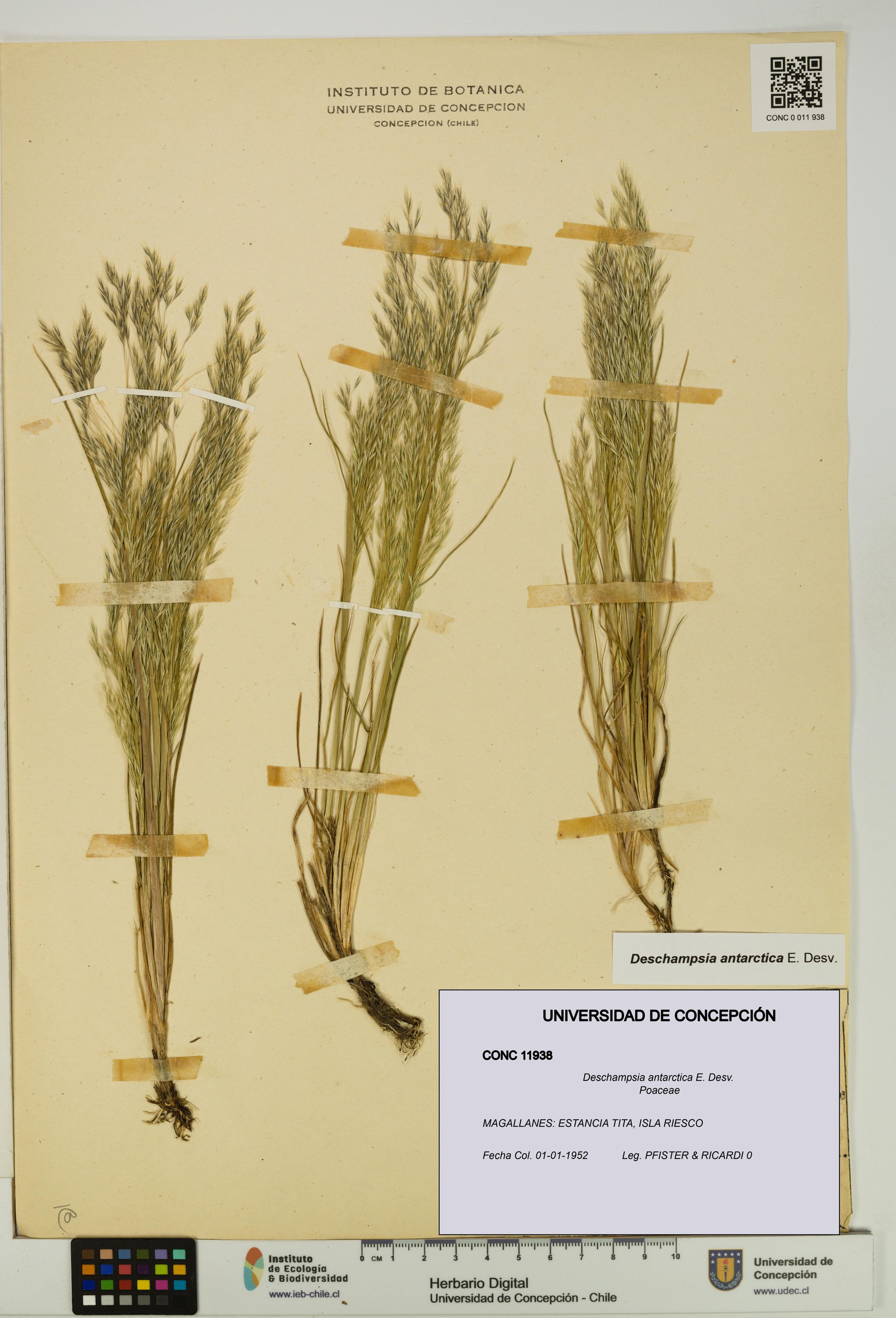 Deschampsia antarctica [Espécimen: ]