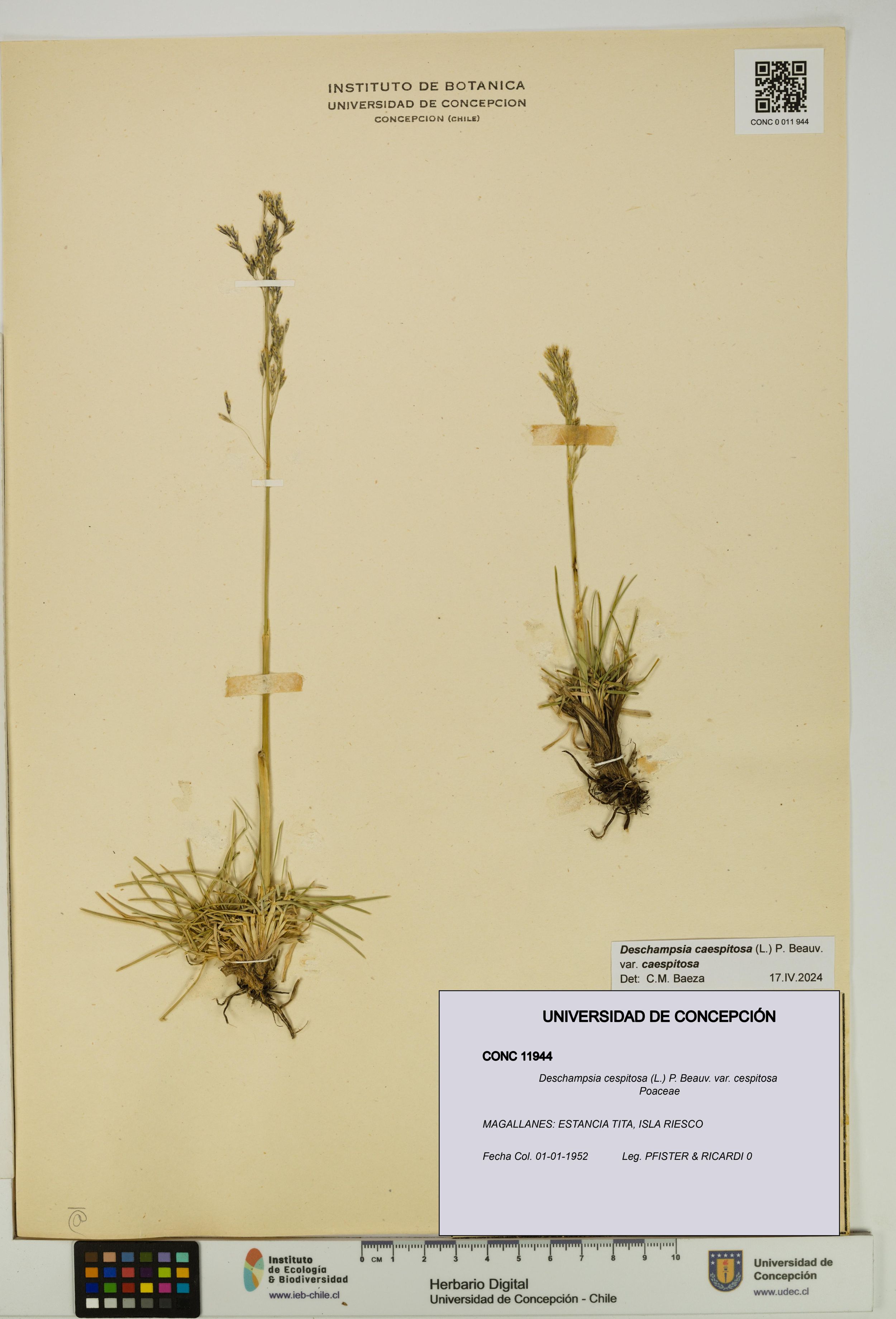 Deschampsia cespitosa var. cespitosa [Espécimen: ]
