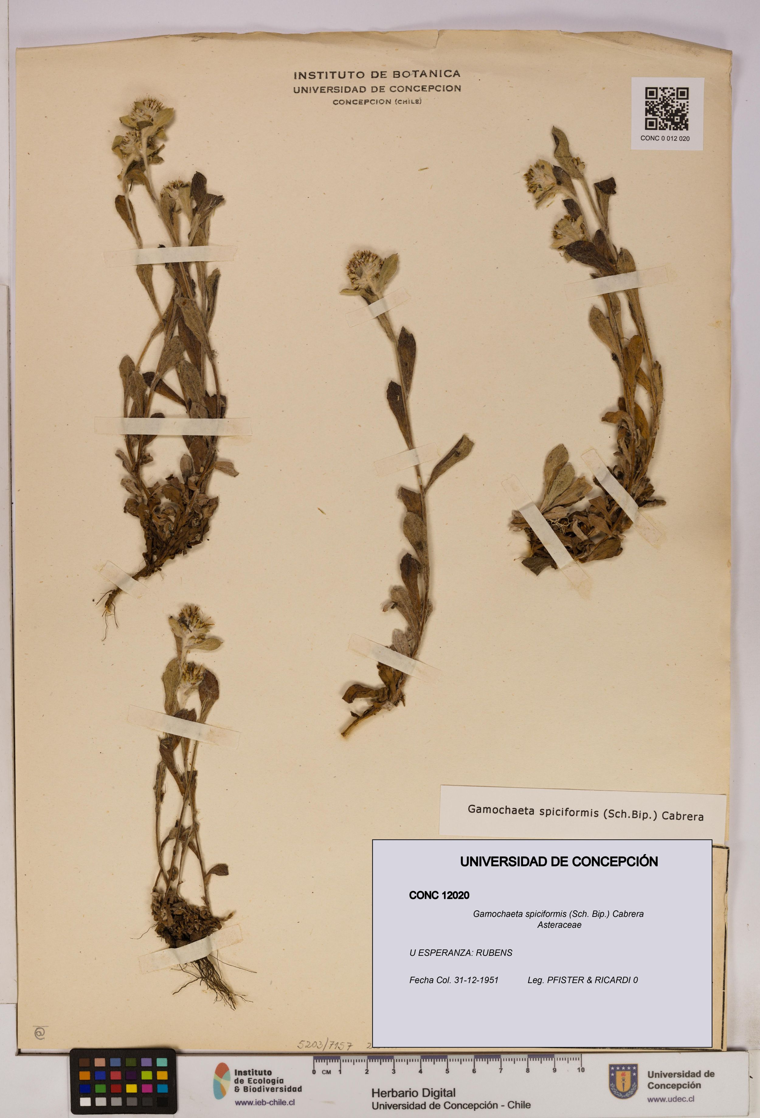 Gamochaeta spiciformis [Espécimen: ]