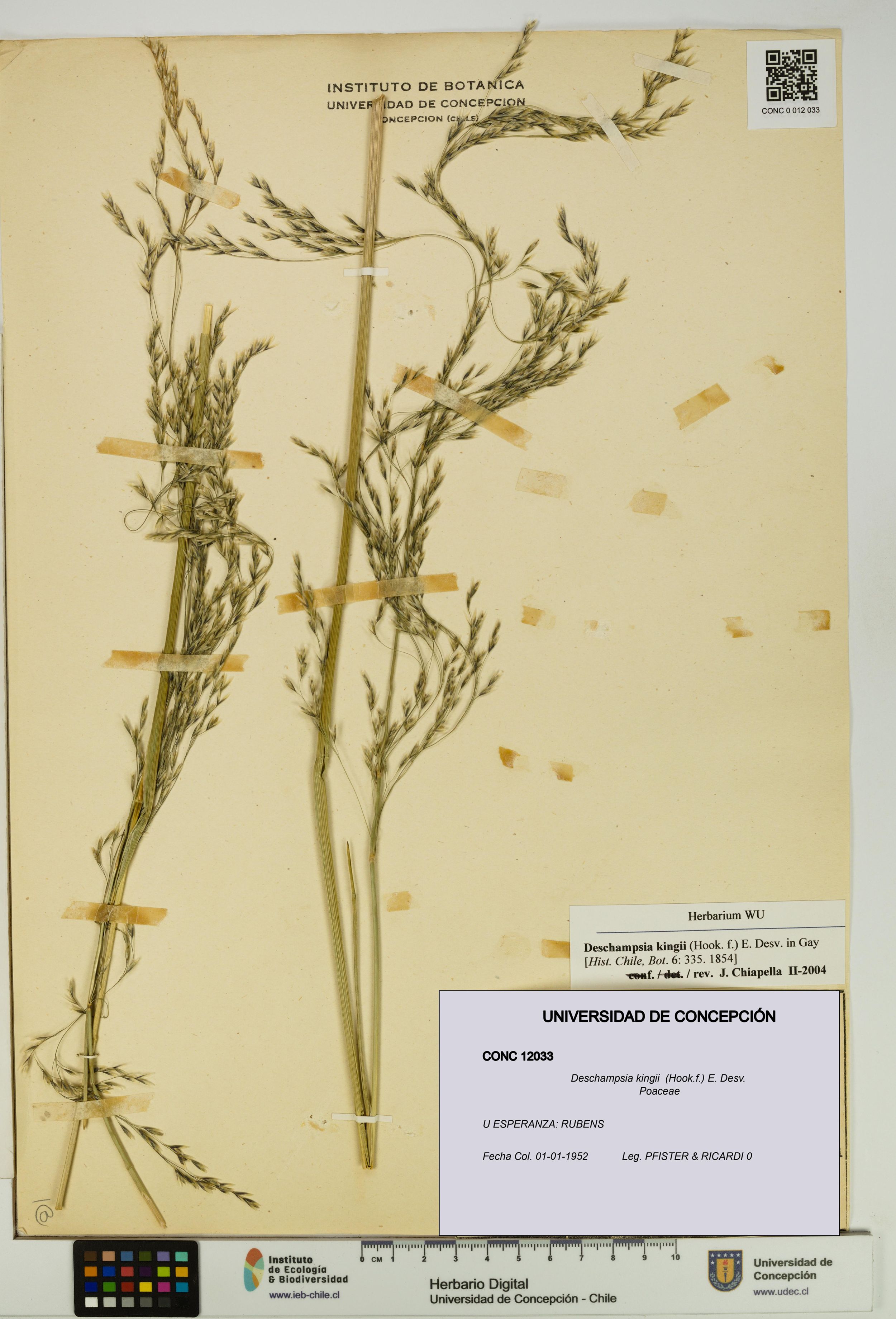 Deschampsia kingii [Espécimen: ]