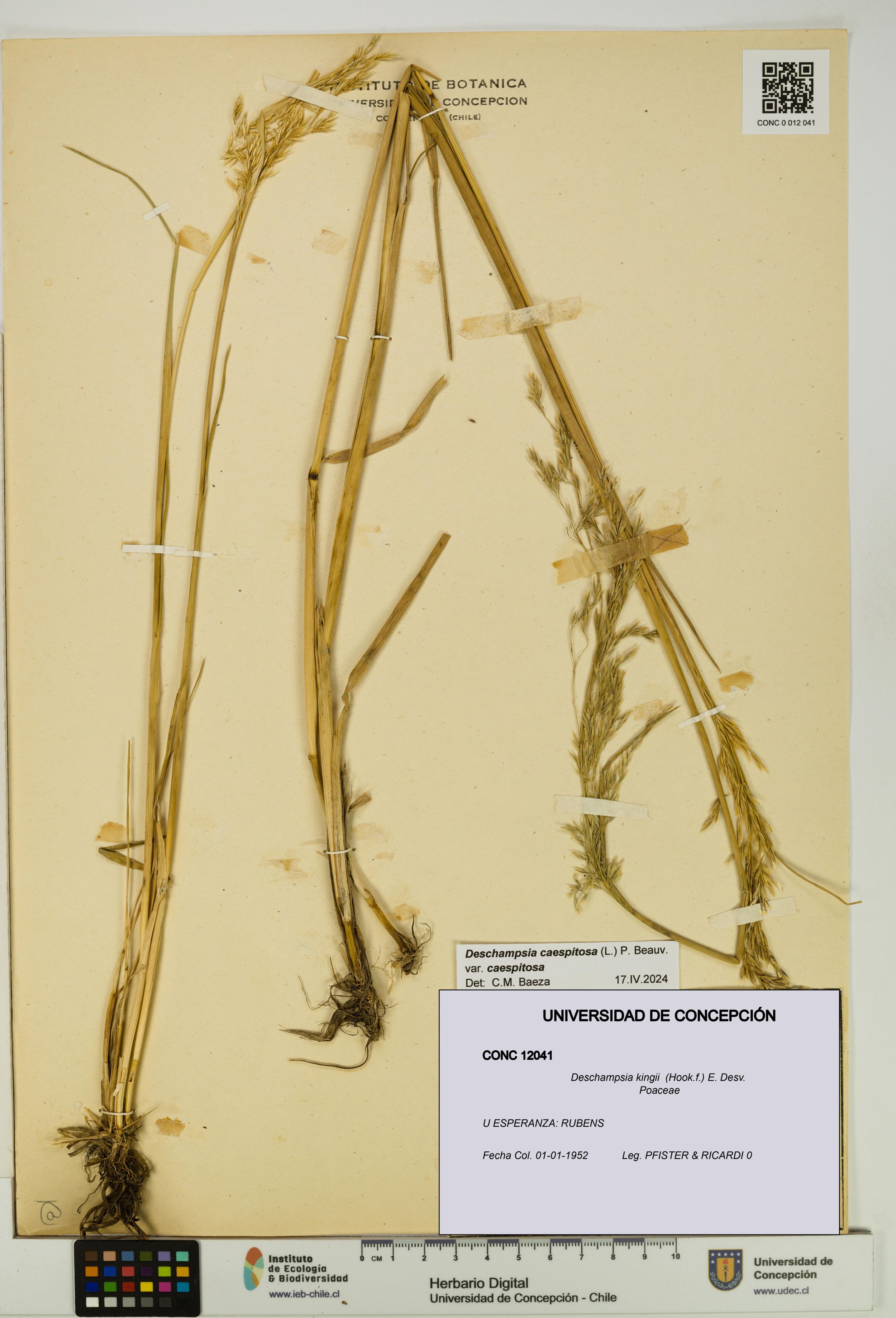 Deschampsia kingii [Espécimen: ]