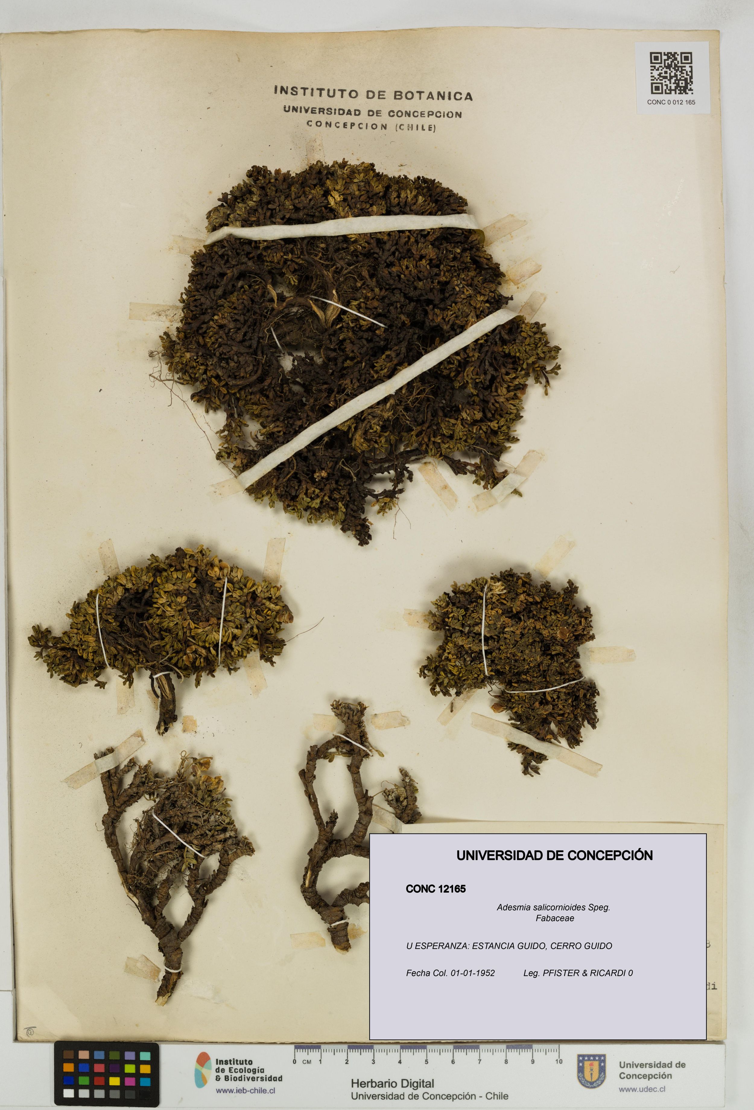 Adesmia salicornioides [Espécimen: ]