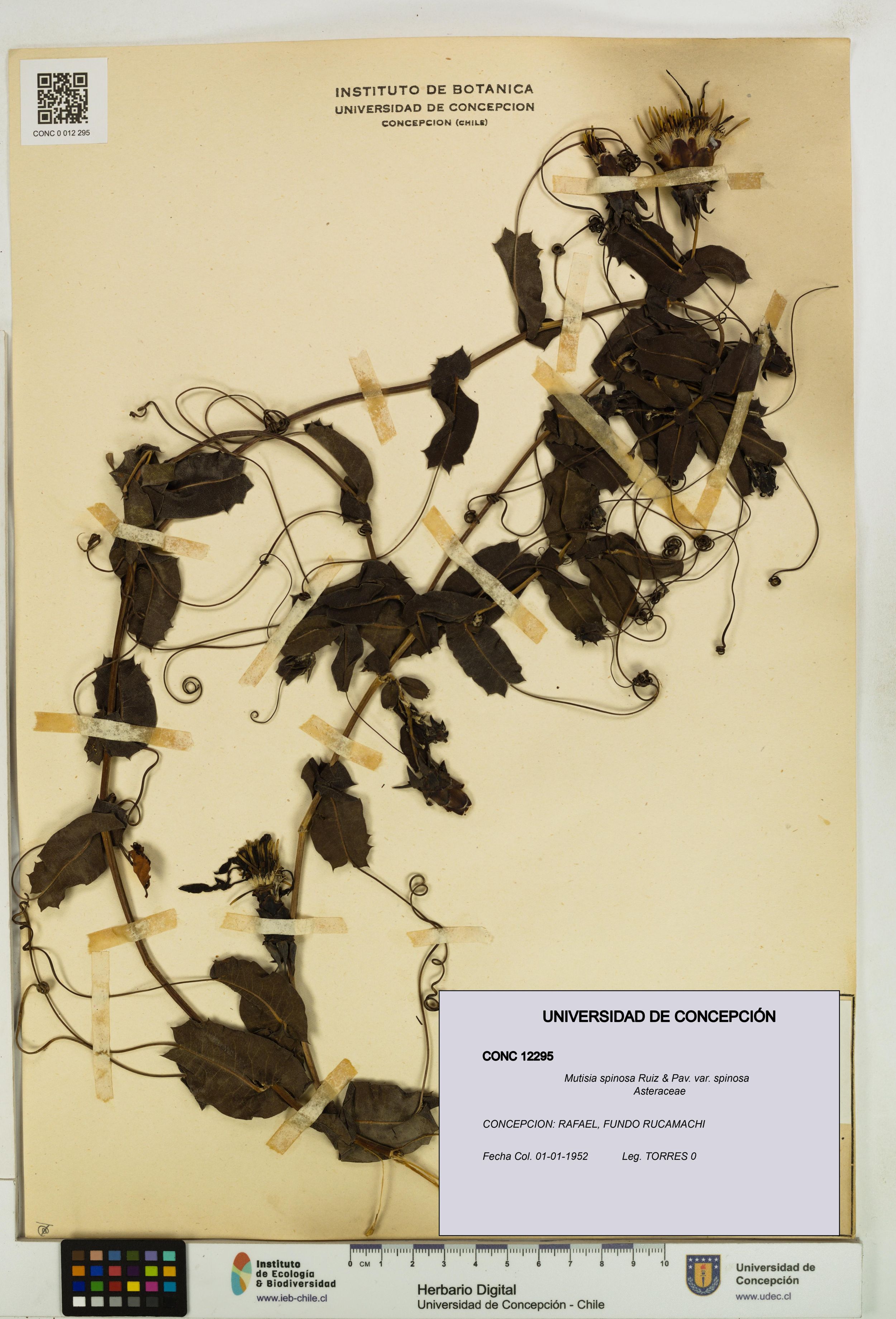 Mutisia spinosa var. spinosa [Espécimen: ]