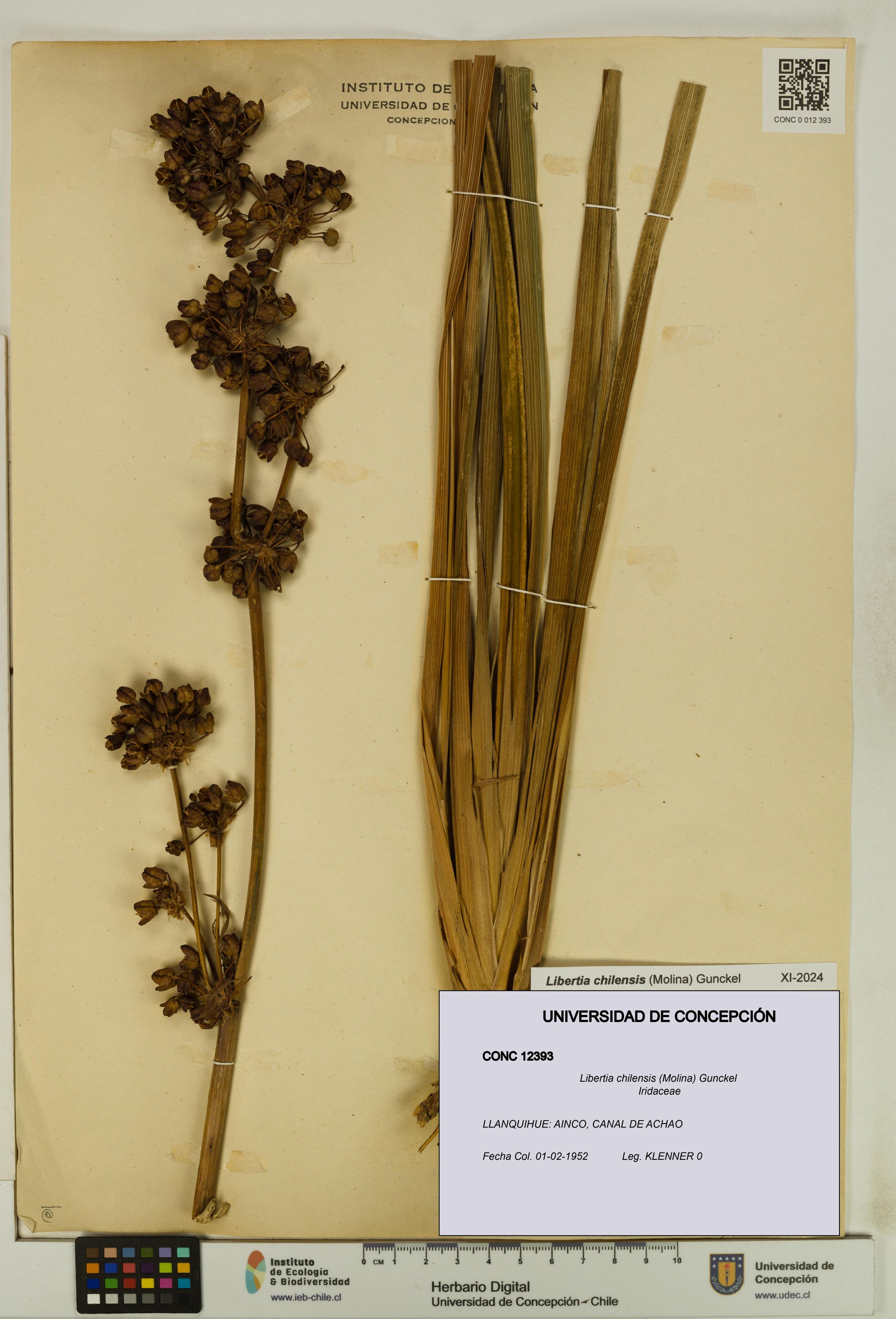 Libertia chilensis [Espécimen: ]