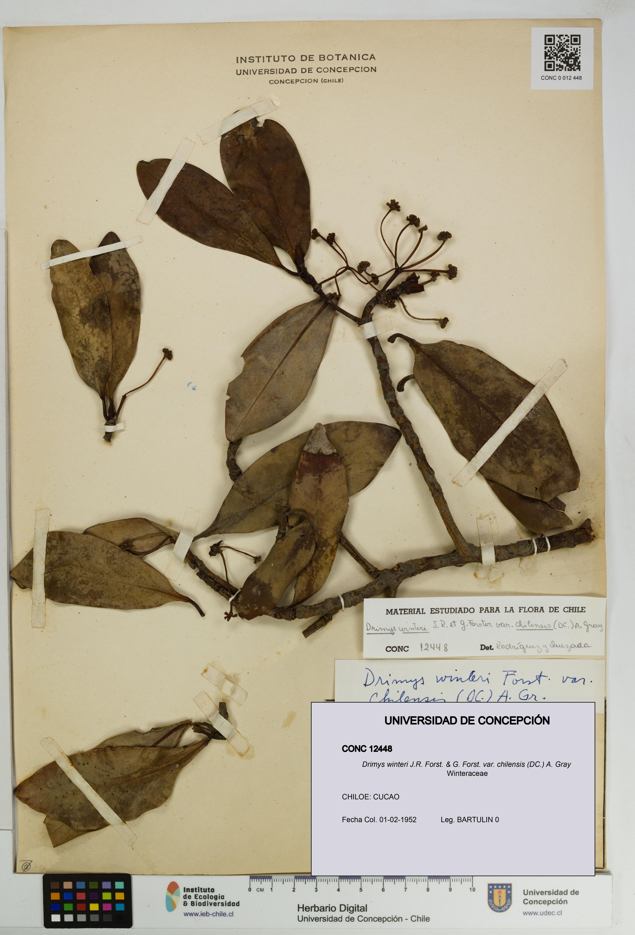 Drimys winteri var. chilensis [Espécimen: ]