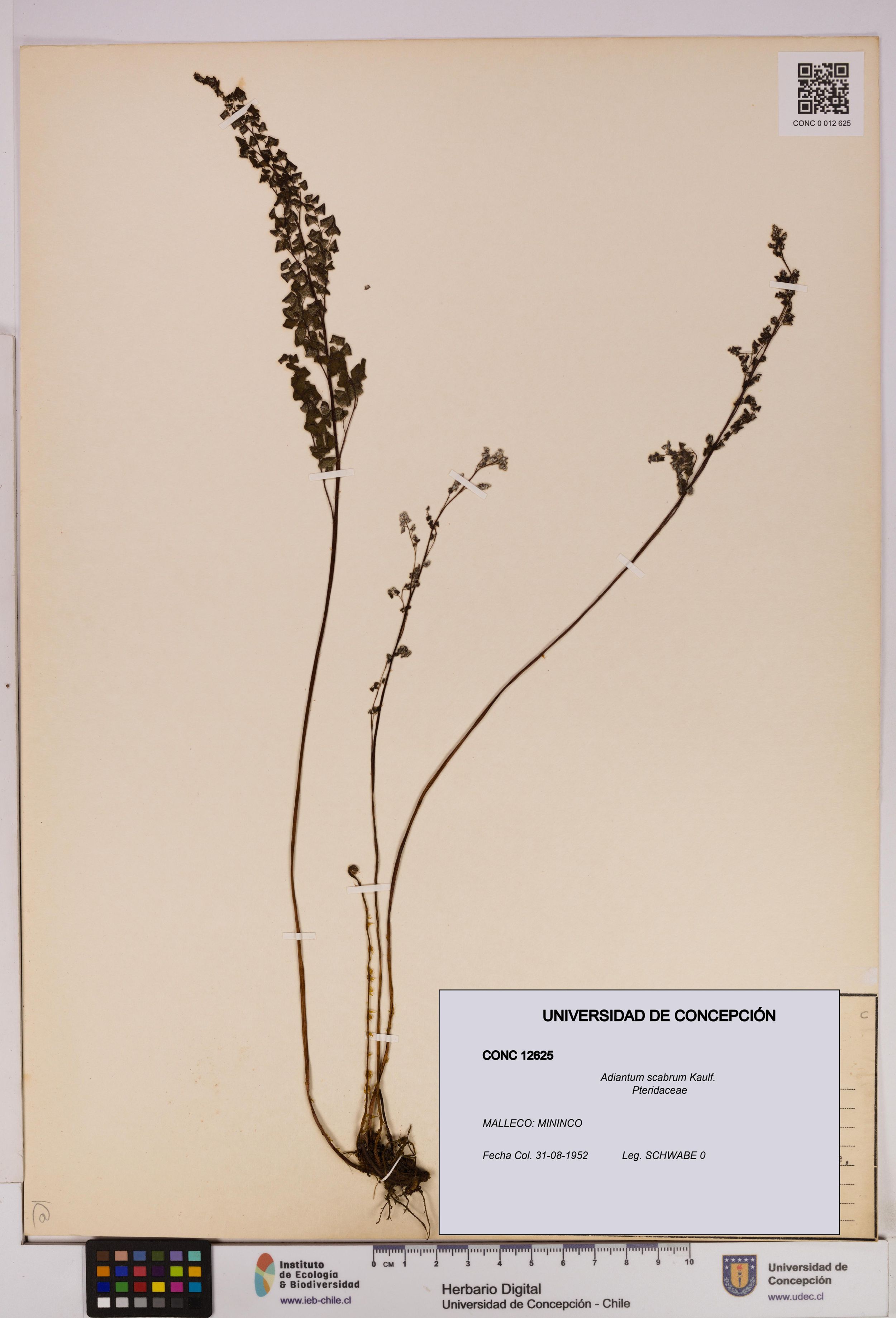Adiantum scabrum [Espécimen: ]