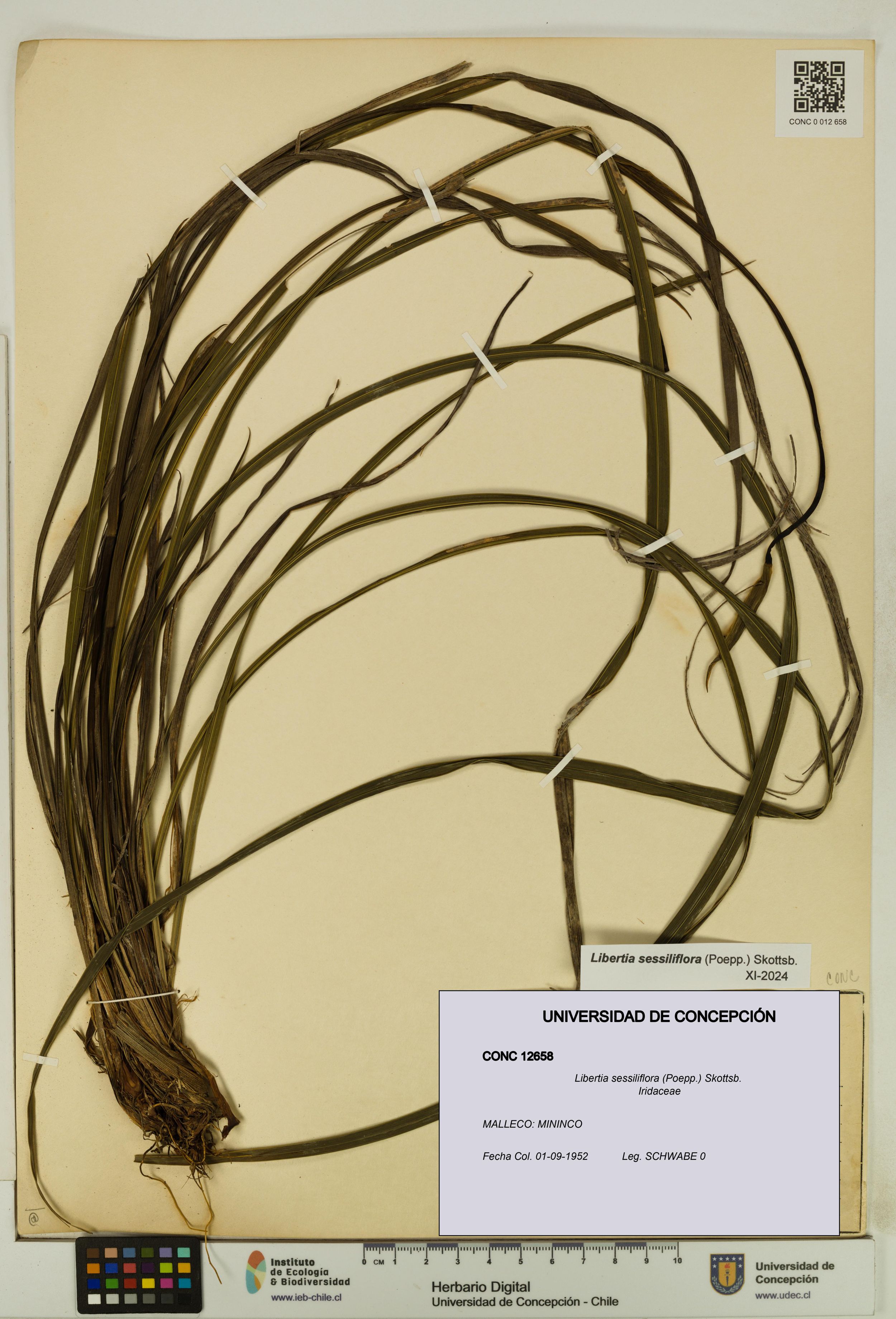 Libertia sessiliflora [Espécimen: ]