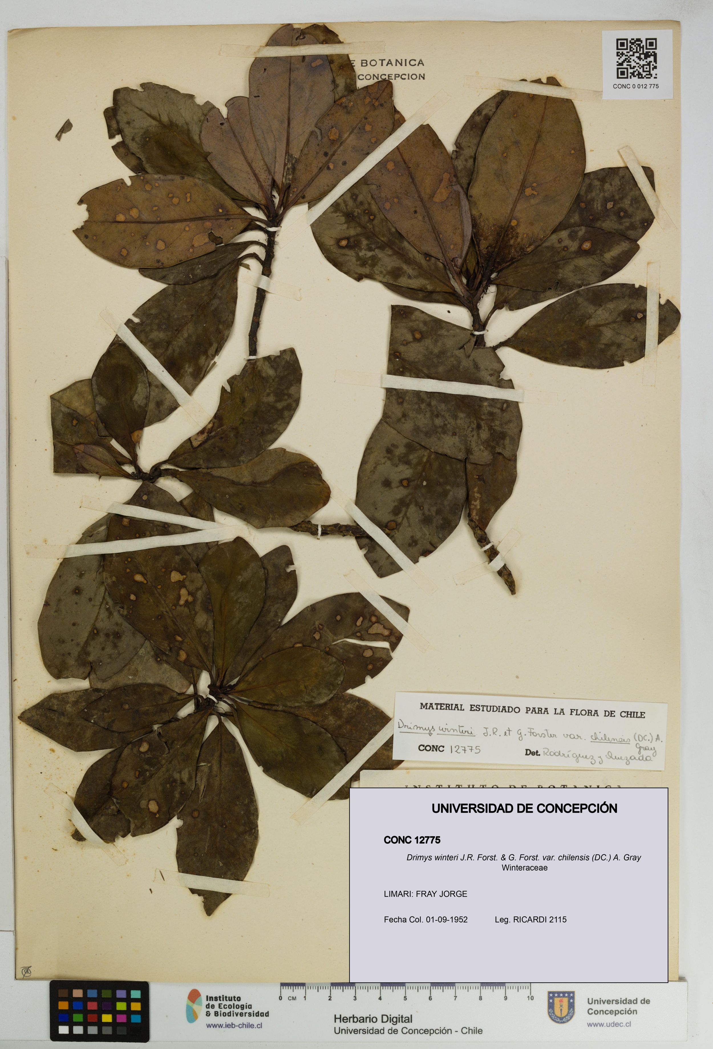 Drimys winteri var. chilensis [Espécimen: ]