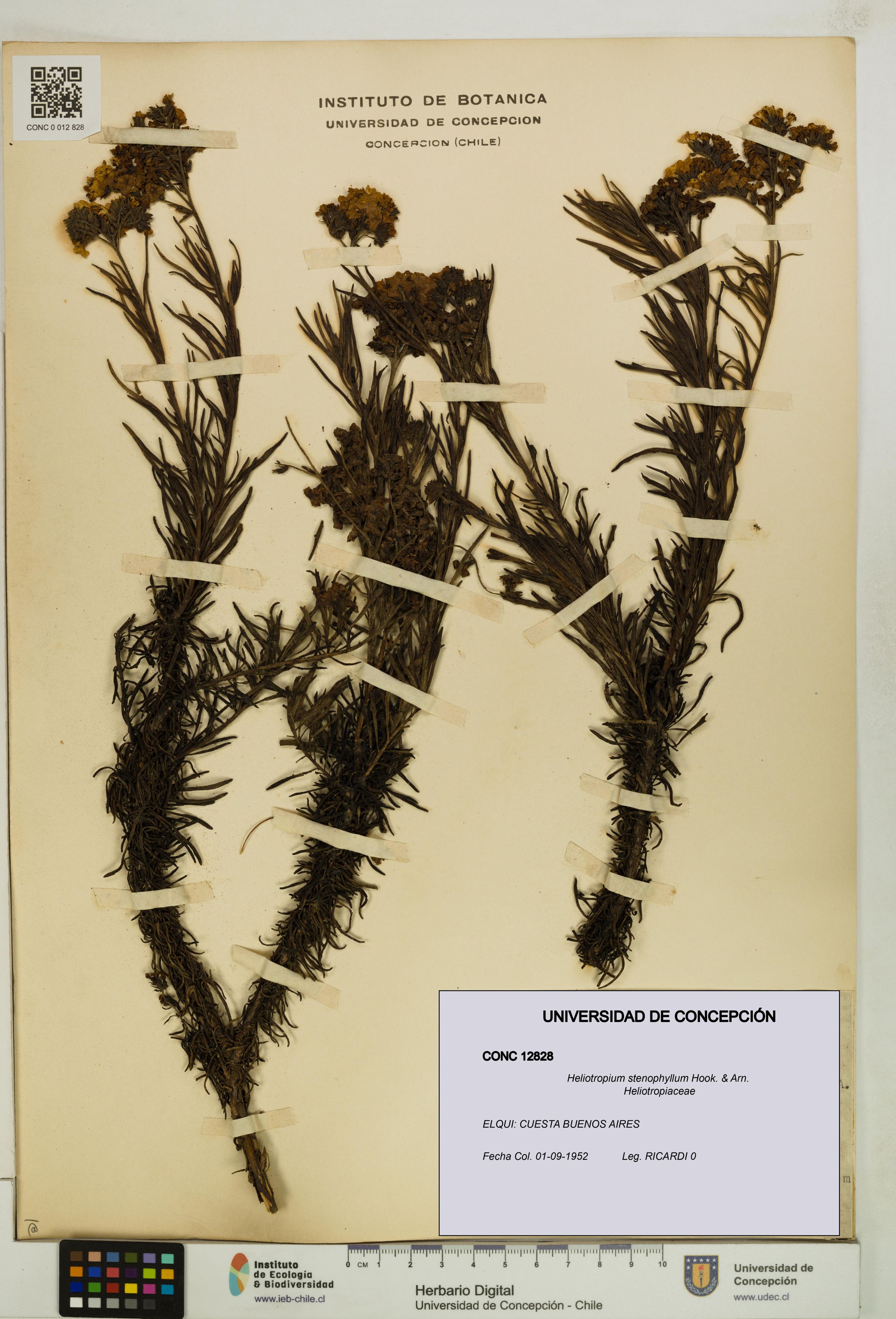 Heliotropium stenophyllum [Espécimen: ]