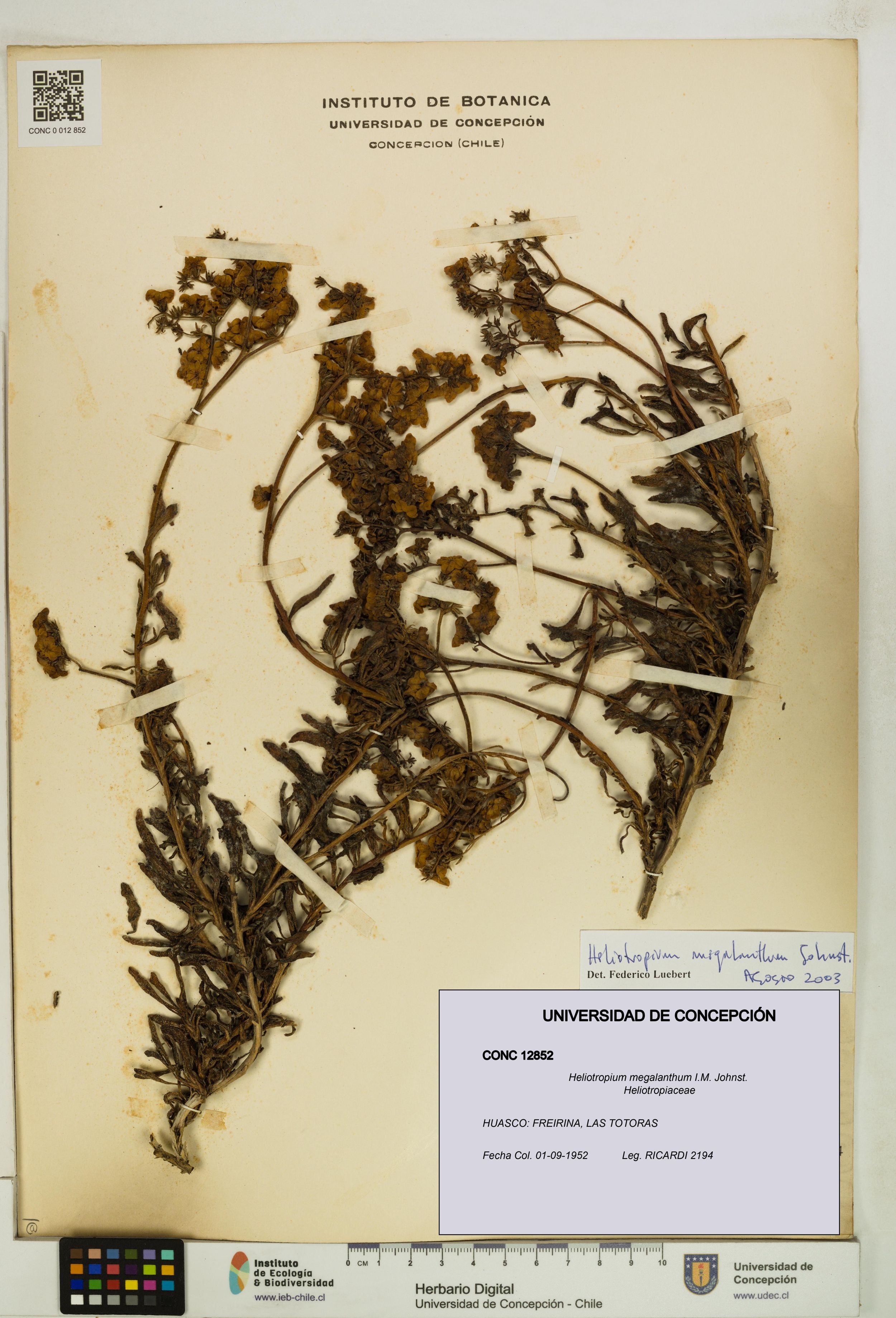 Heliotropium megalanthum [Espécimen: ]