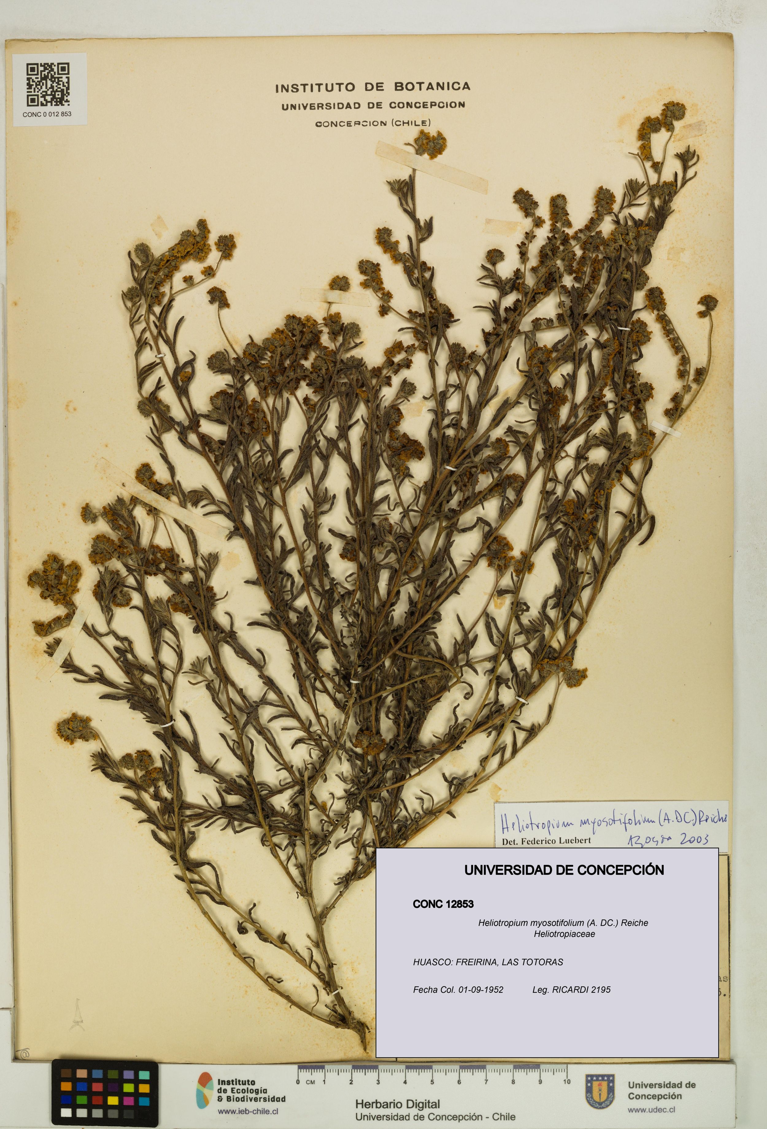 Heliotropium myosotifolium [Espécimen: ]