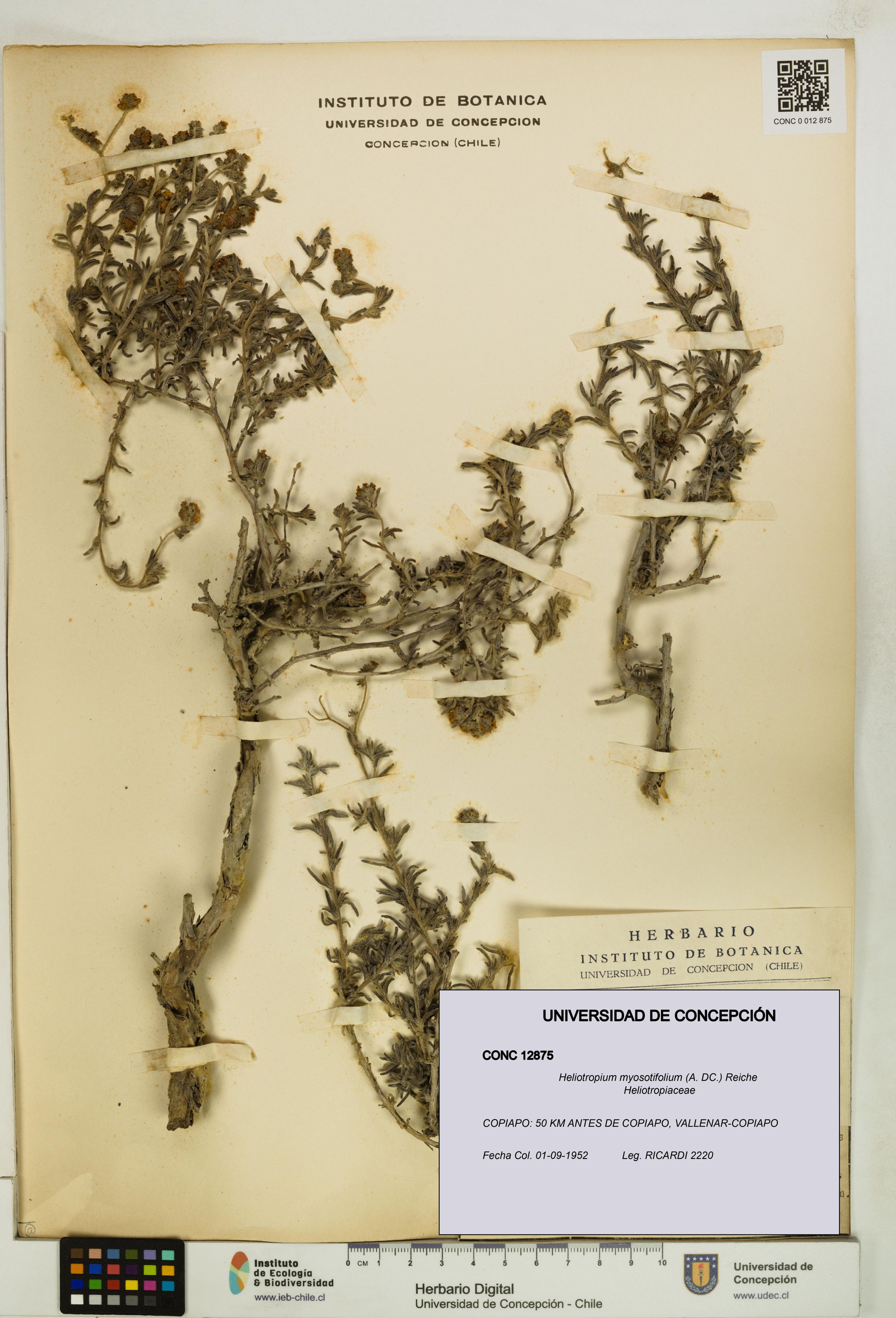Heliotropium myosotifolium [Espécimen: ]