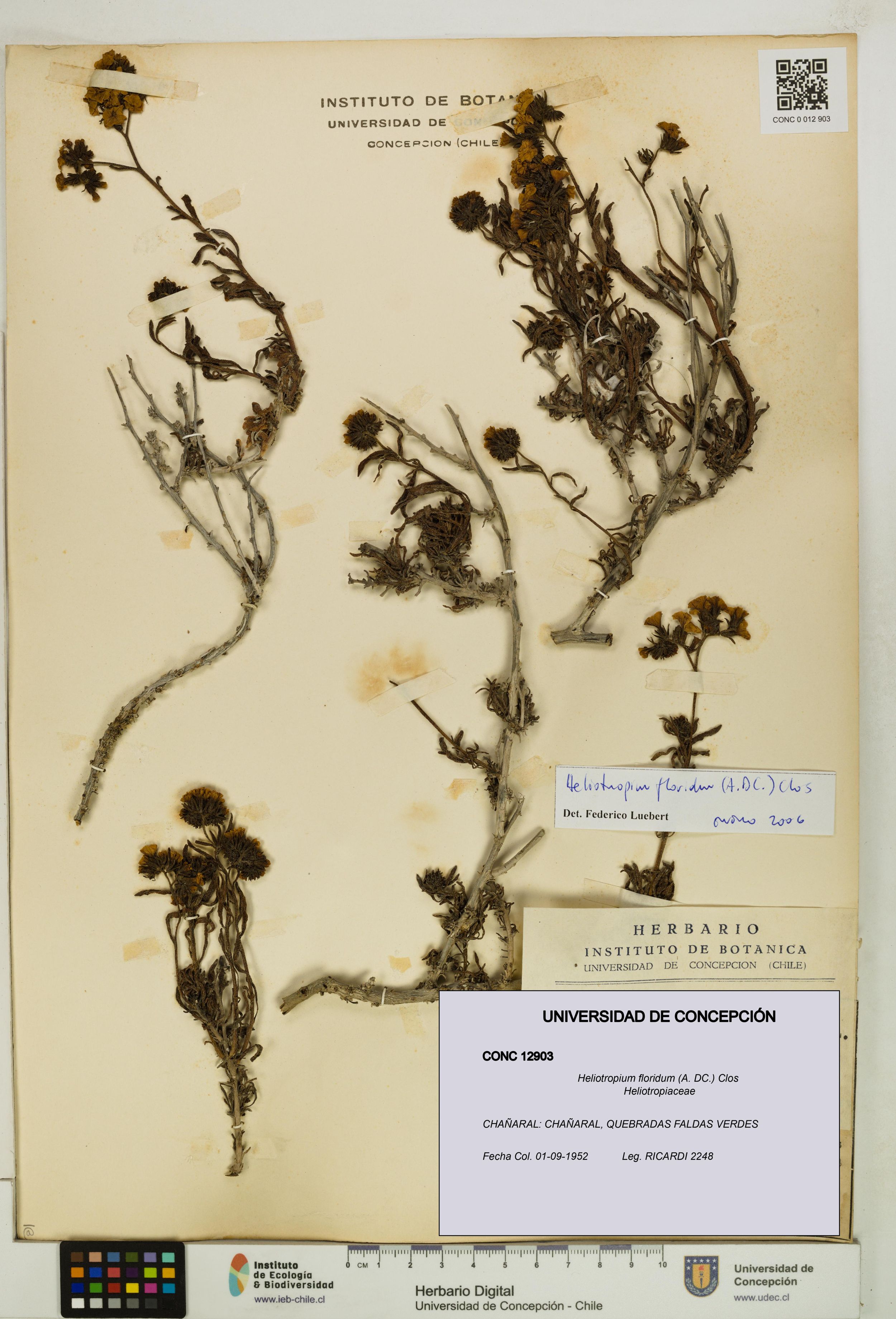 Heliotropium floridum [Espécimen: ]