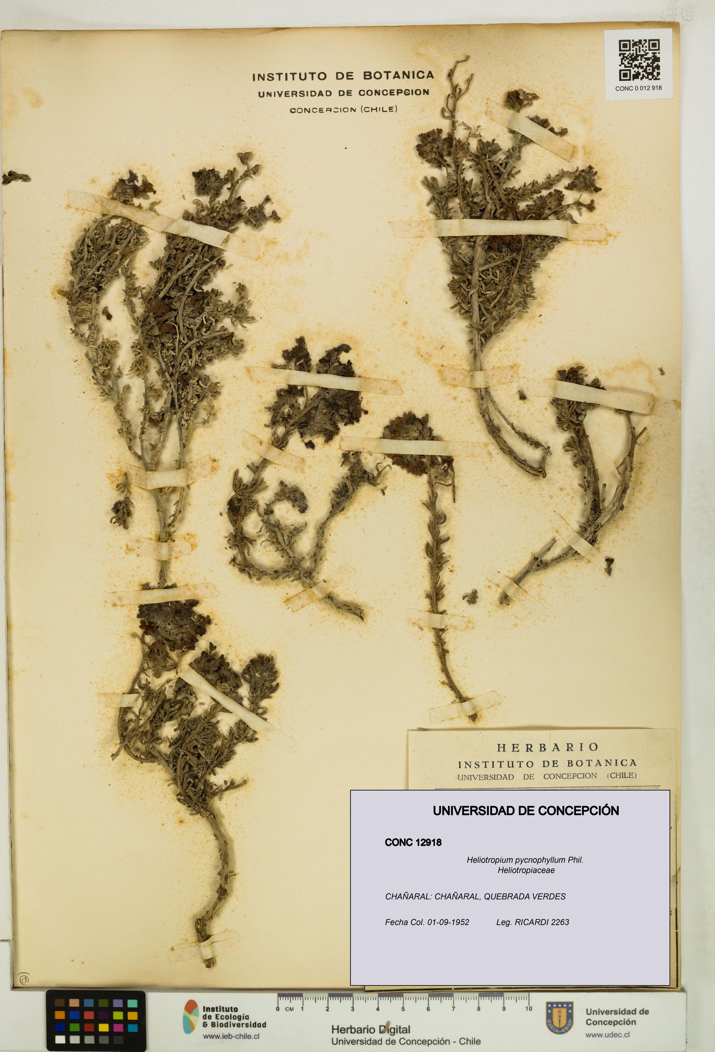 Heliotropium pycnophyllum [Espécimen: ]