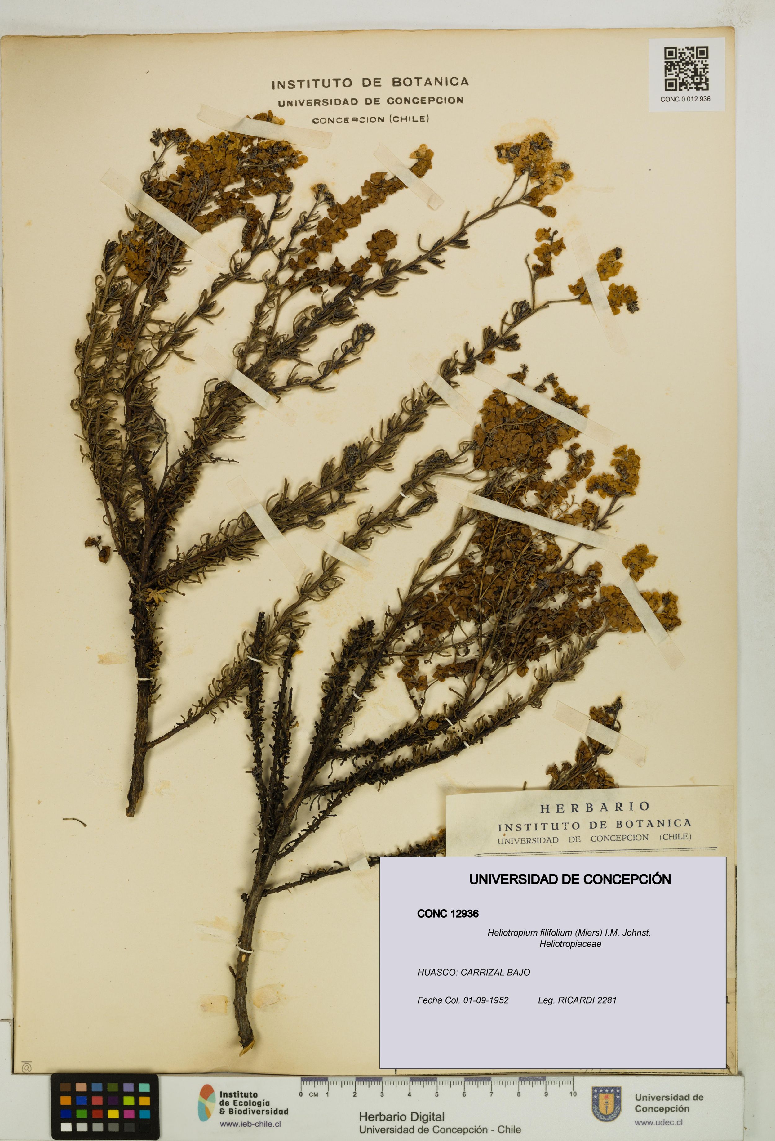 Heliotropium filifolium [Espécimen: ]