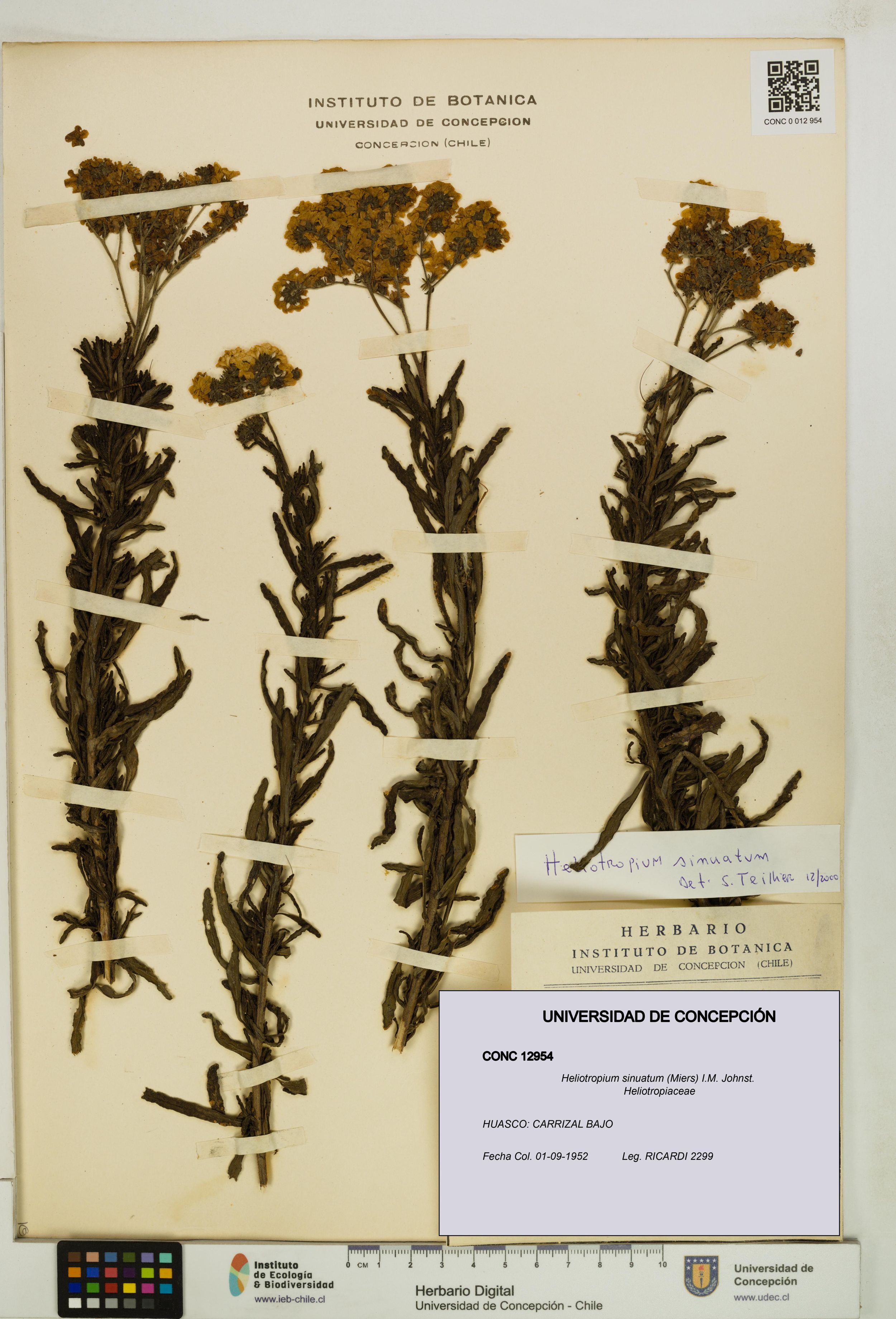 Heliotropium sinuatum [Espécimen: ]