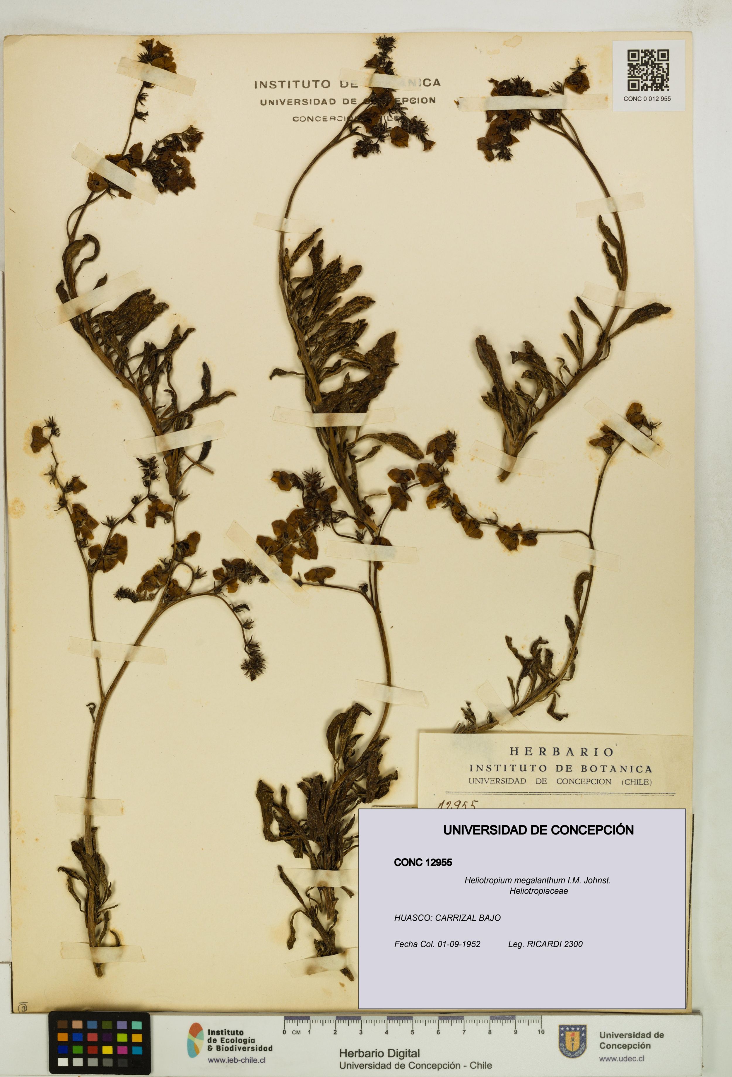 Heliotropium megalanthum [Espécimen: ]