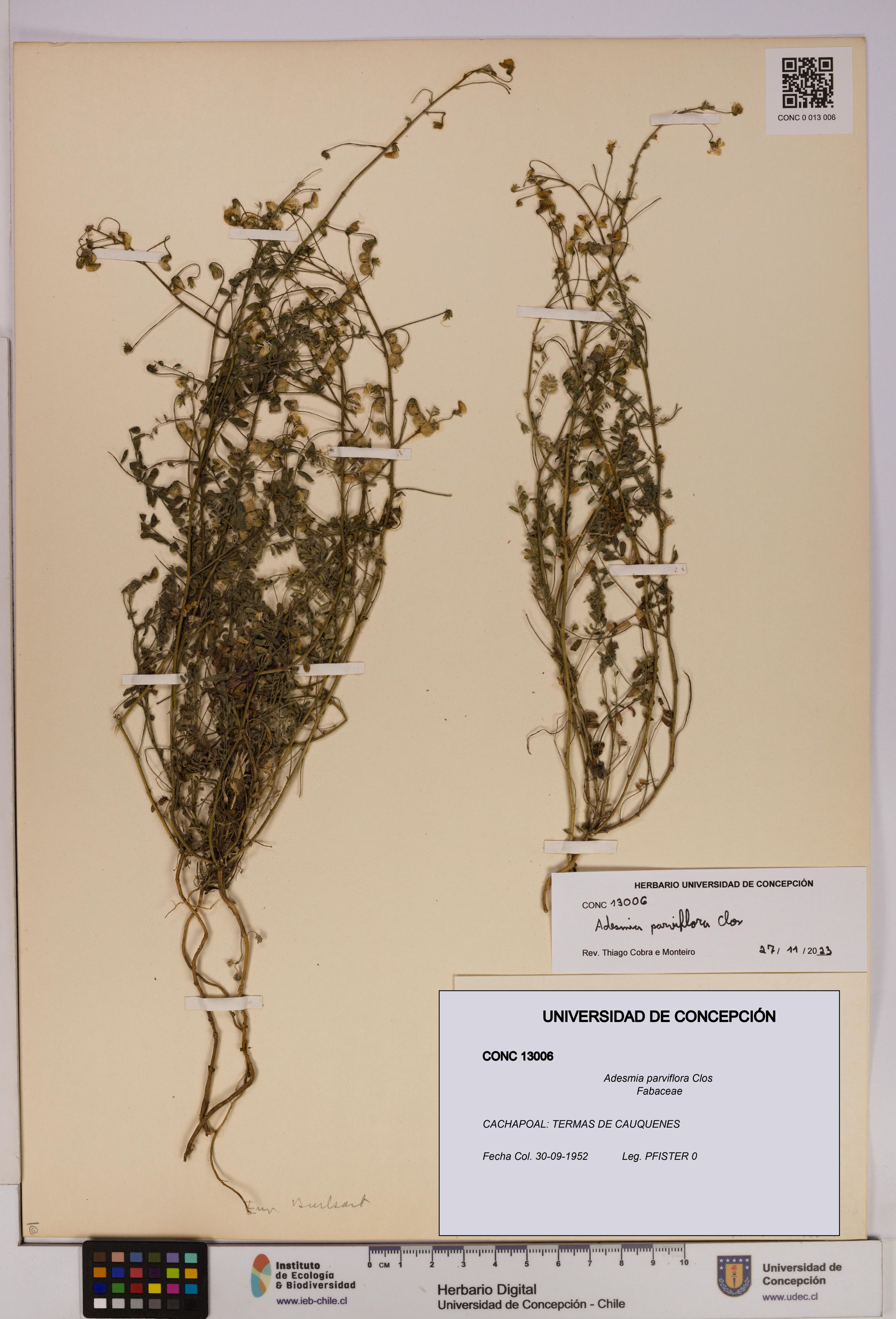 Adesmia parviflora [Espécimen: ]