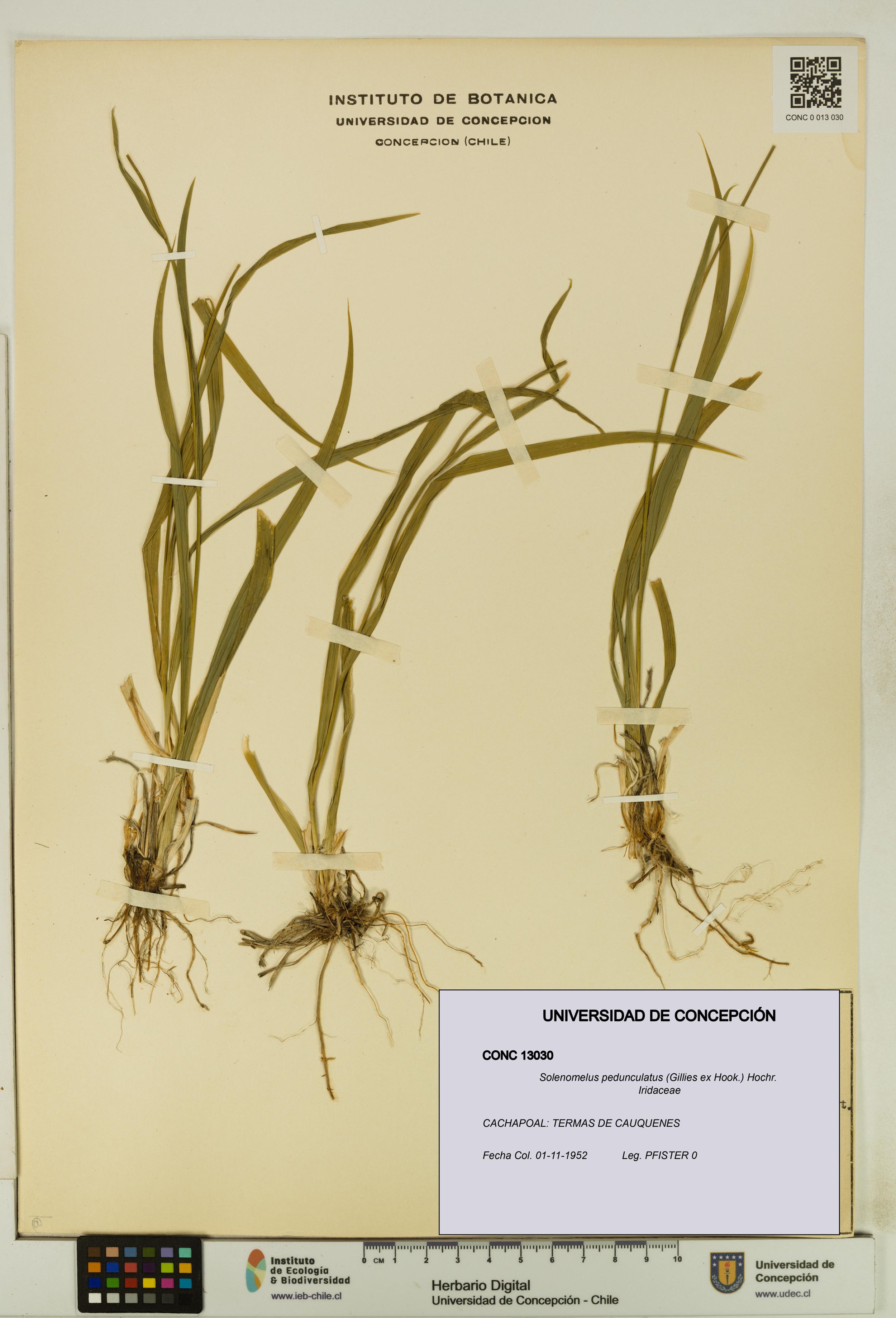 Solenomelus pedunculatus [Espécimen: ]