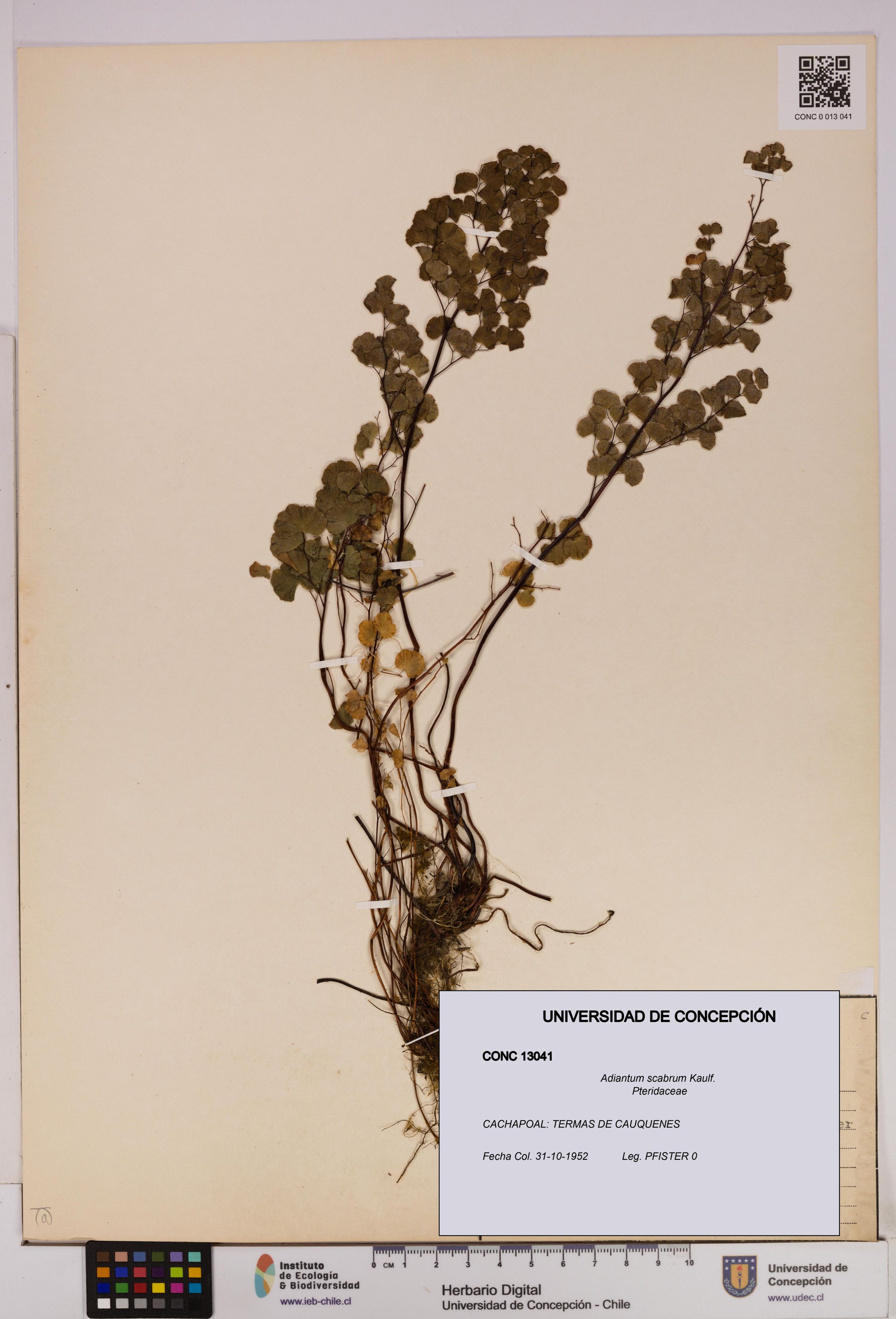Adiantum scabrum [Espécimen: ]