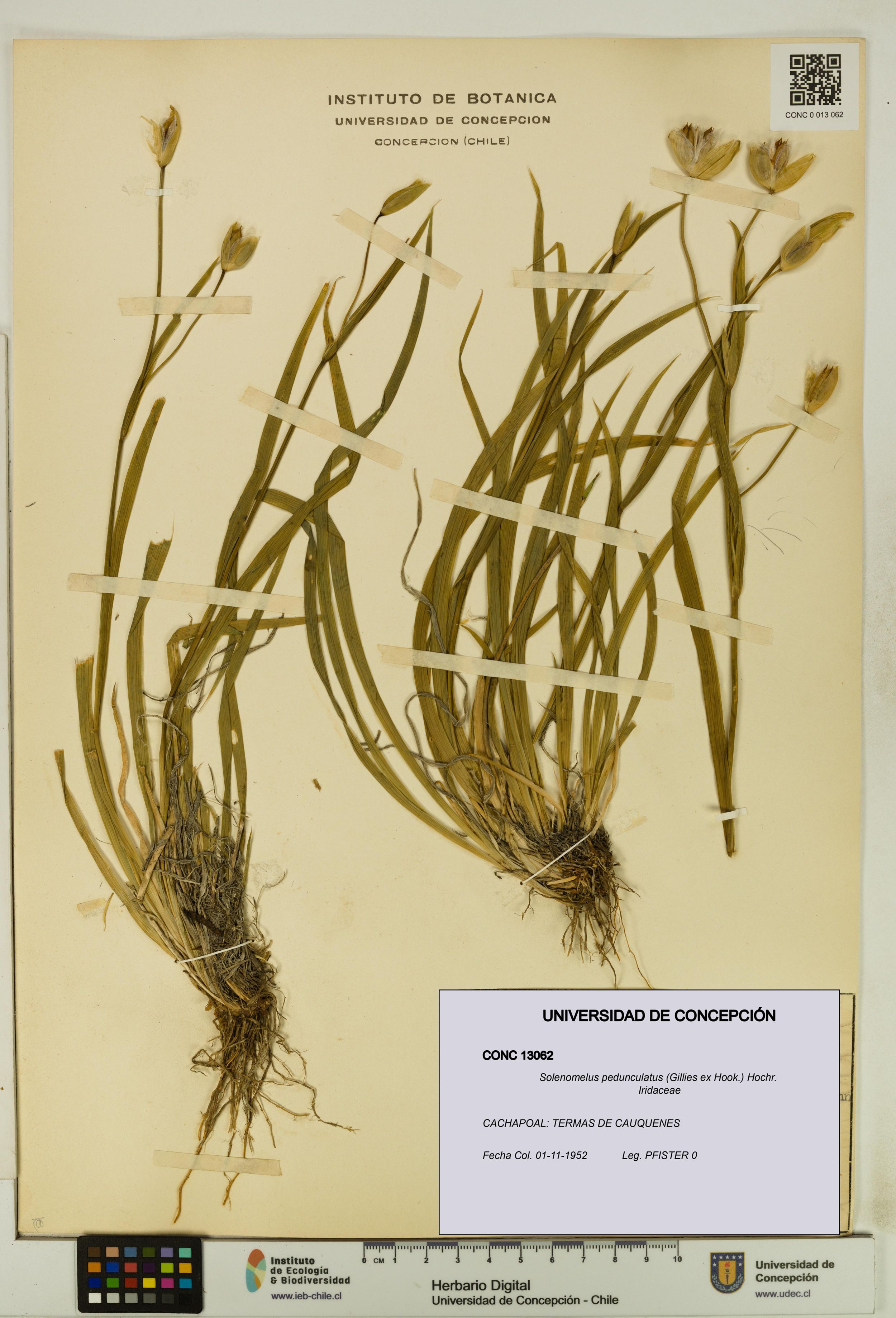 Solenomelus pedunculatus [Espécimen: ]