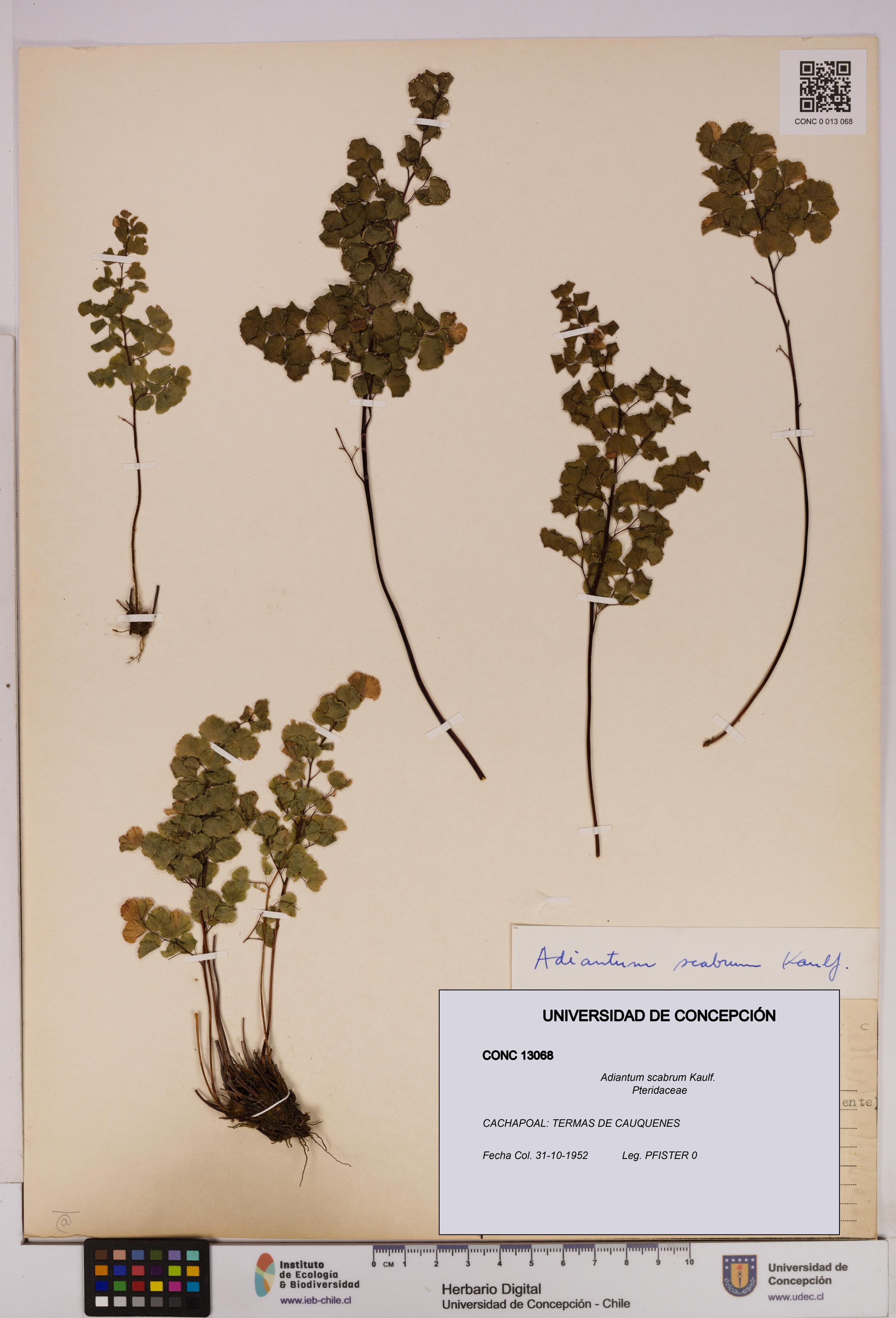 Adiantum scabrum [Espécimen: ]