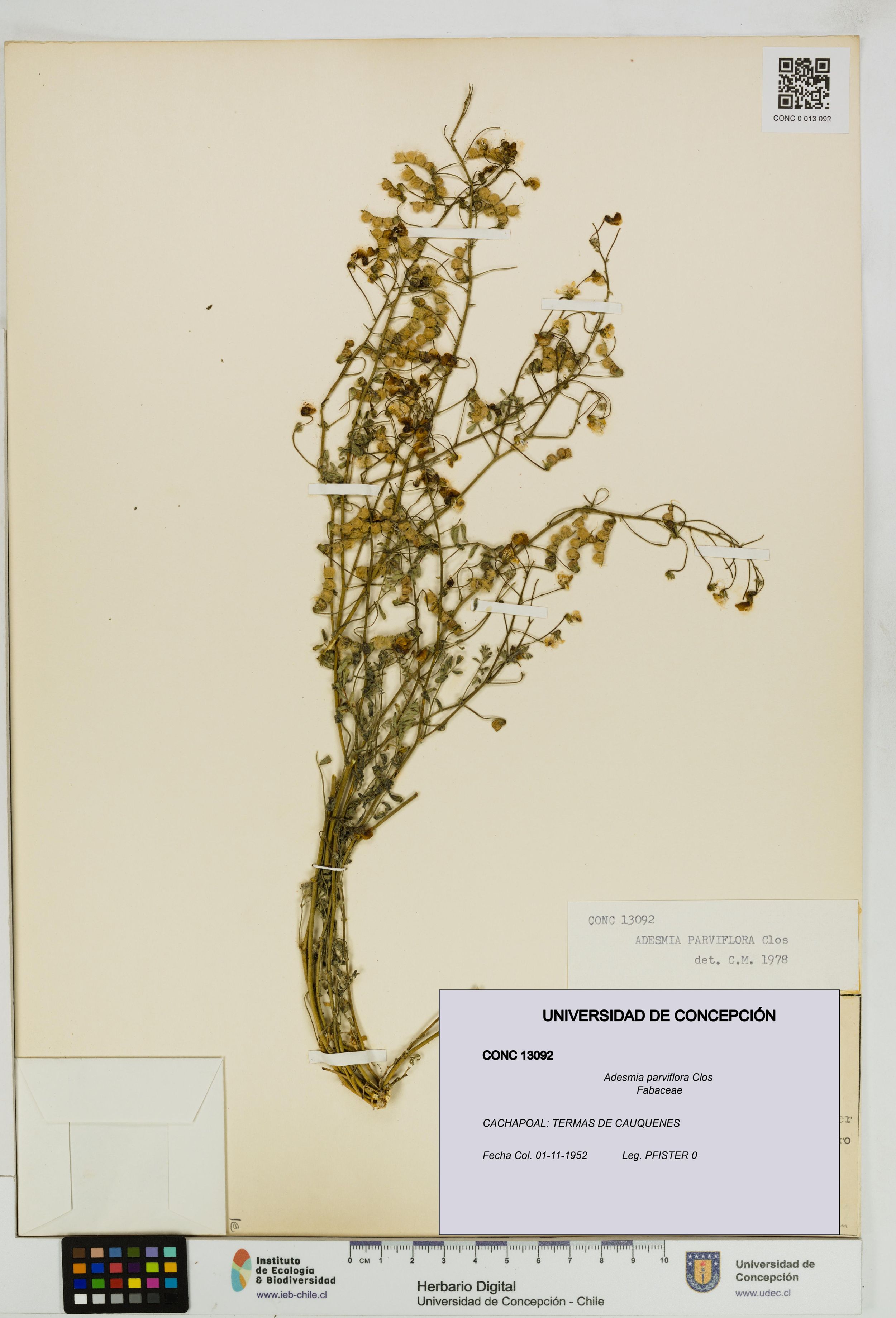 Adesmia parviflora [Espécimen: ]