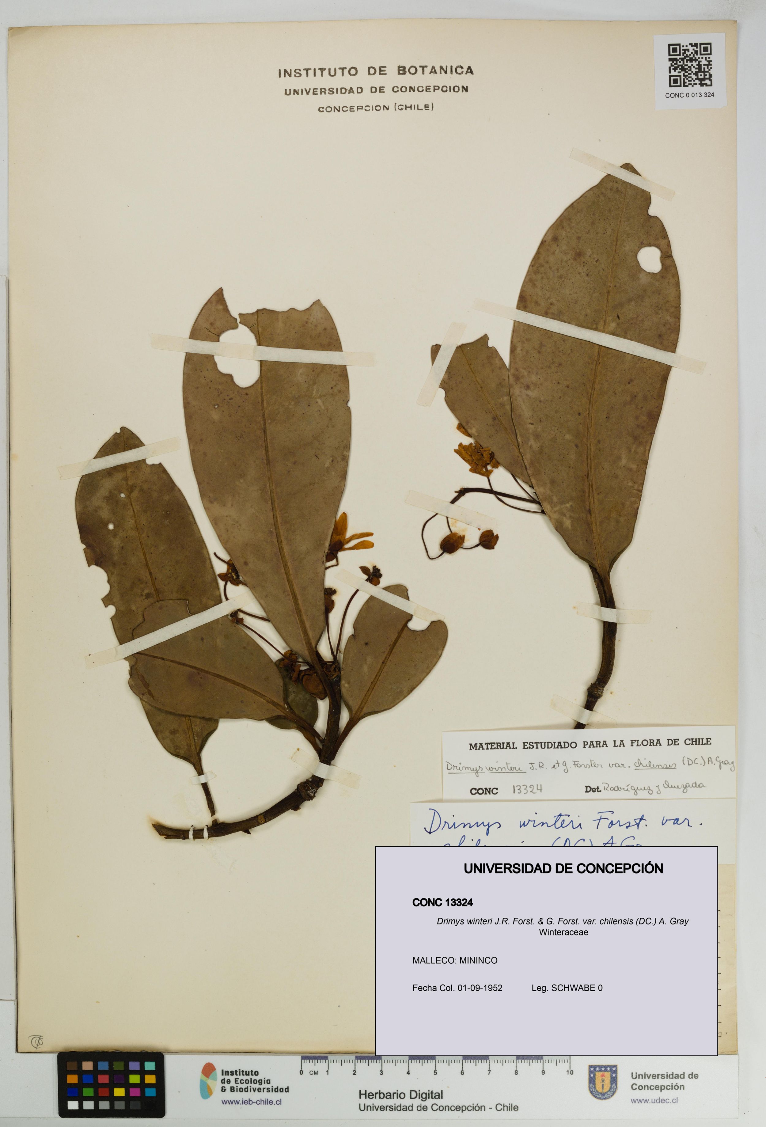 Drimys winteri var. chilensis [Espécimen: ]