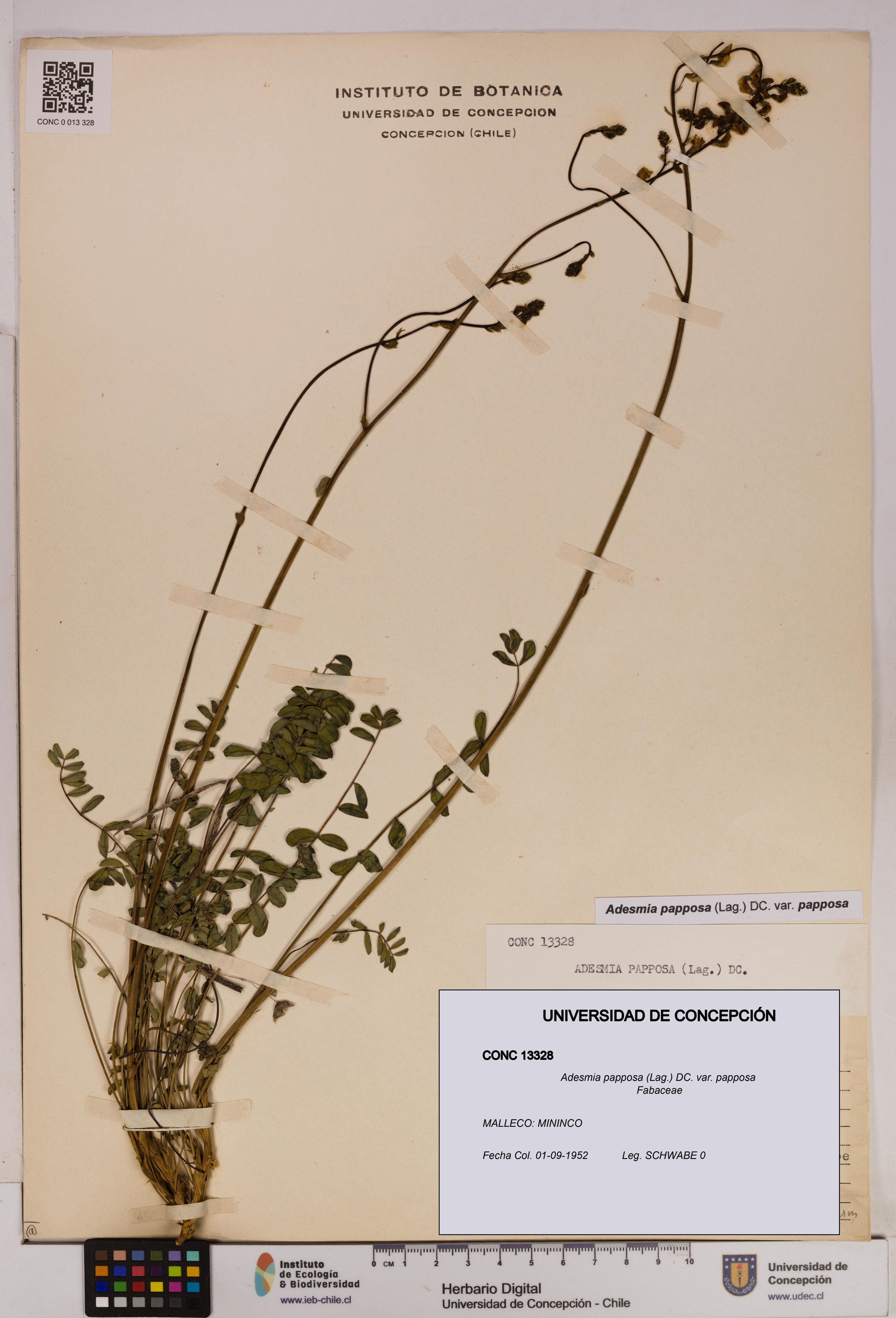 Adesmia papposa var. papposa [Espécimen: ]