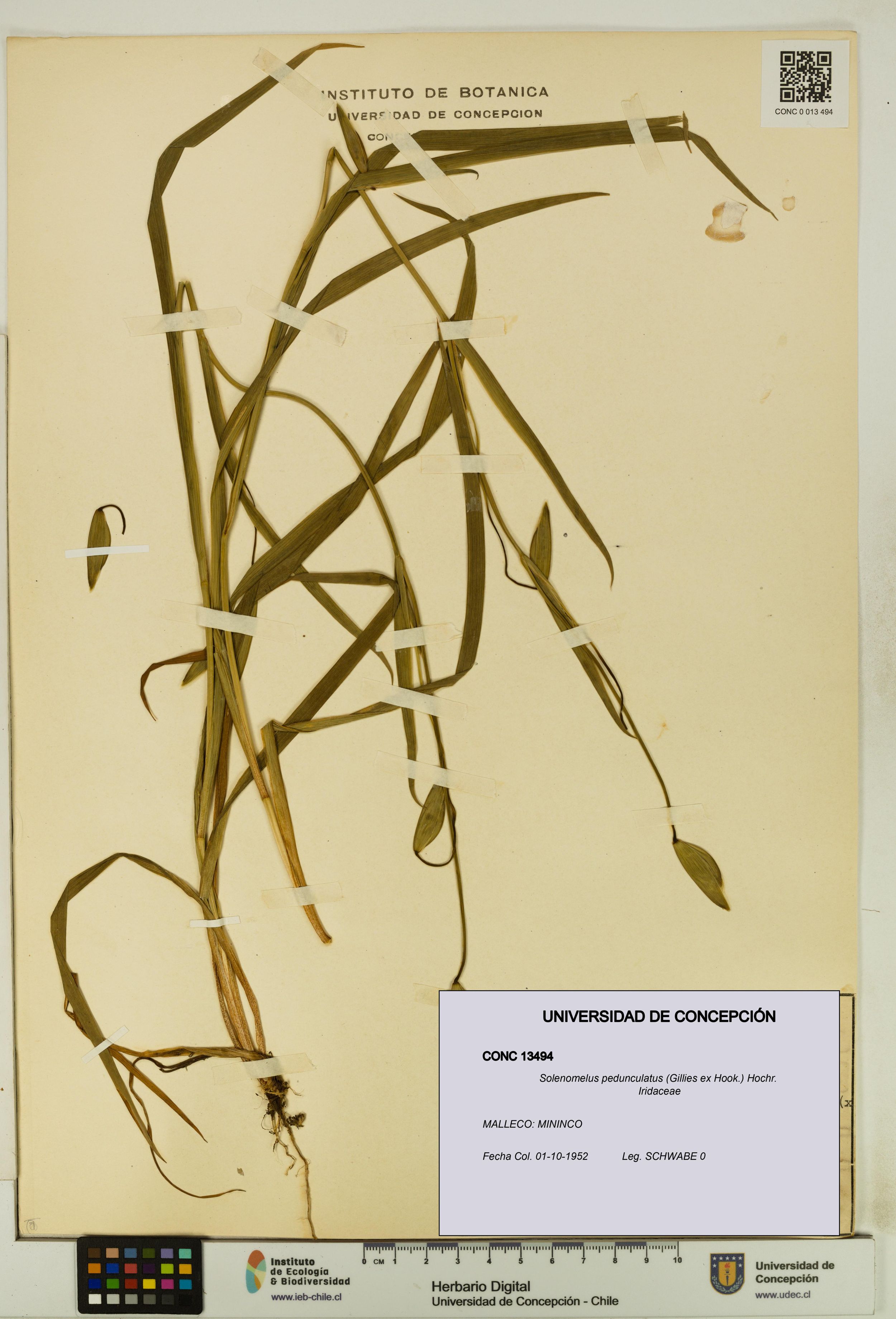 Solenomelus pedunculatus [Espécimen: ]