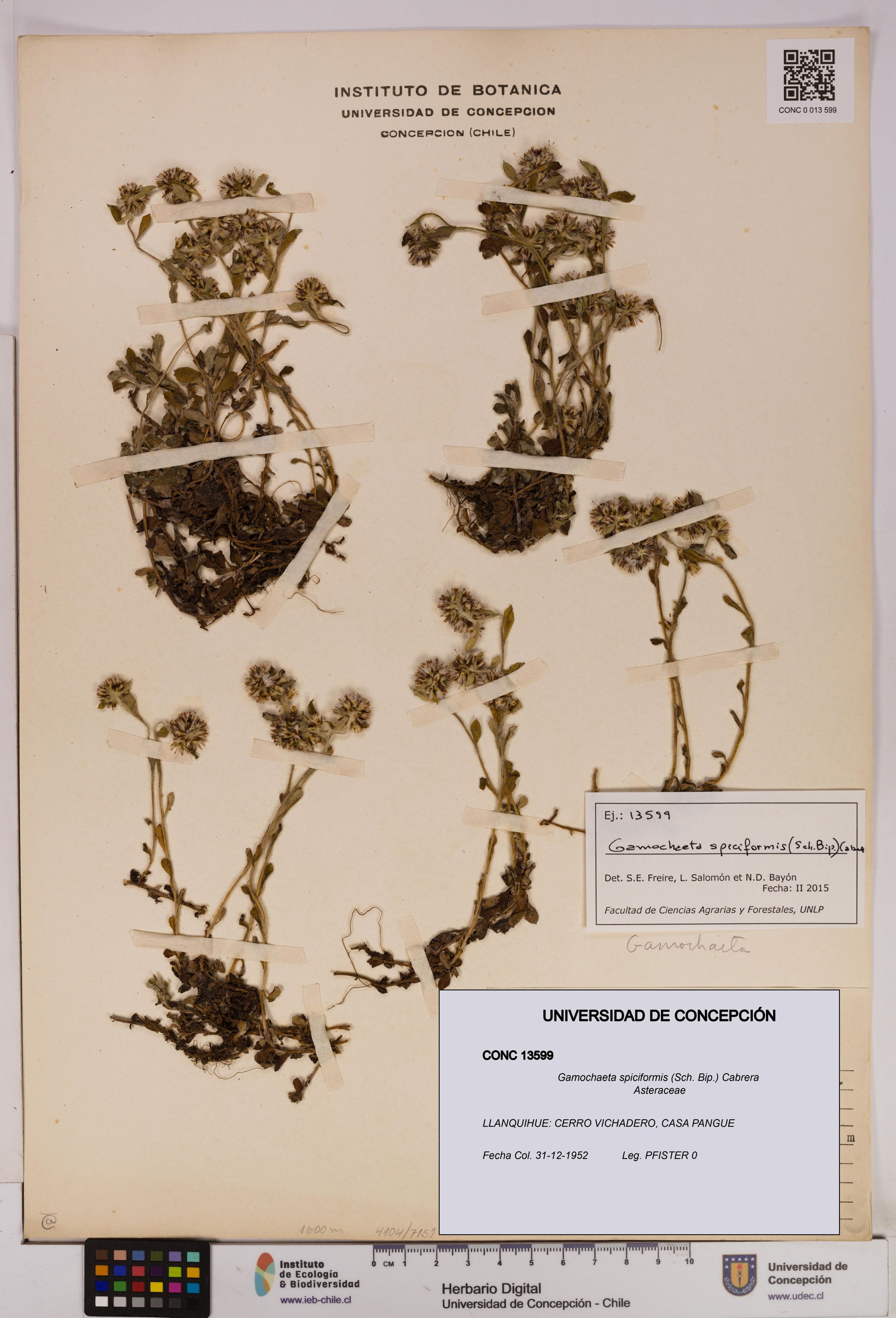 Gamochaeta spiciformis [Espécimen: ]