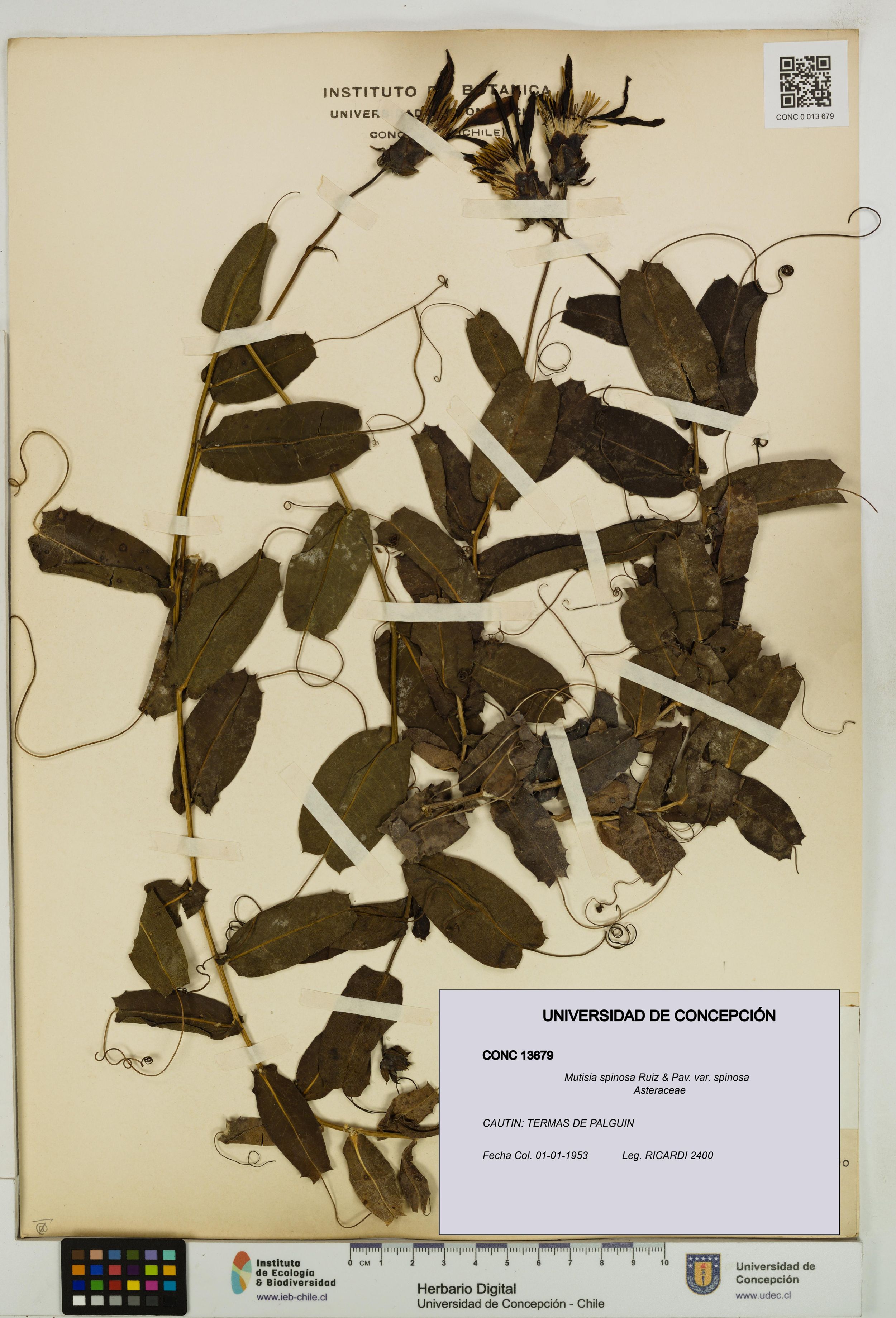 Mutisia spinosa var. spinosa [Espécimen: ]