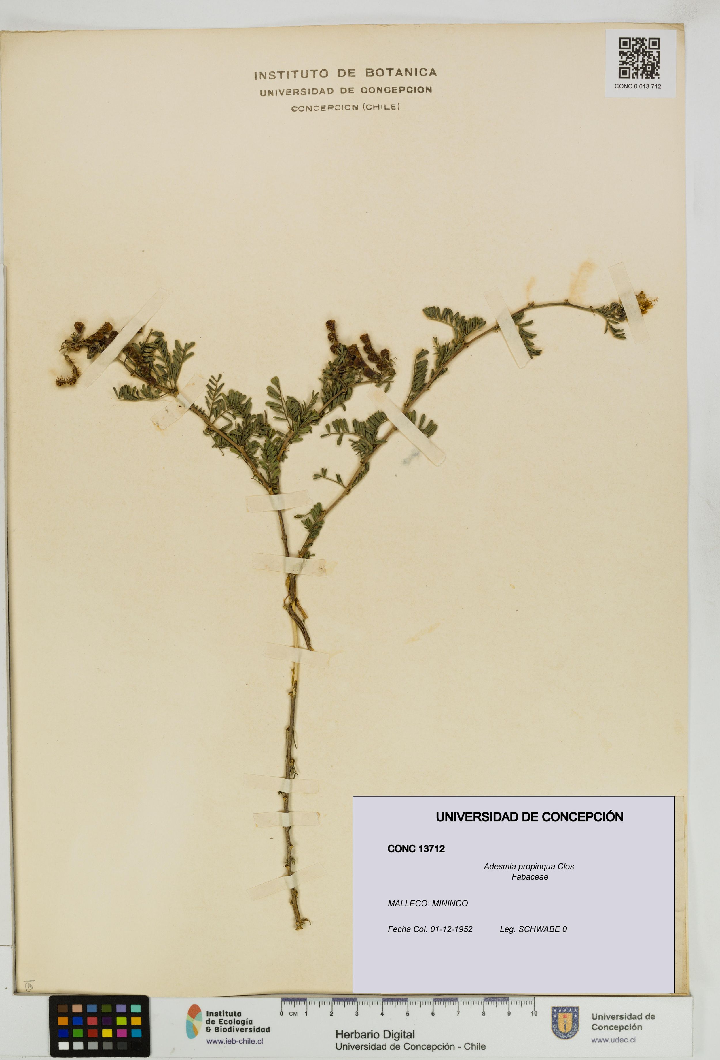 Adesmia propinqua [Espécimen: ]