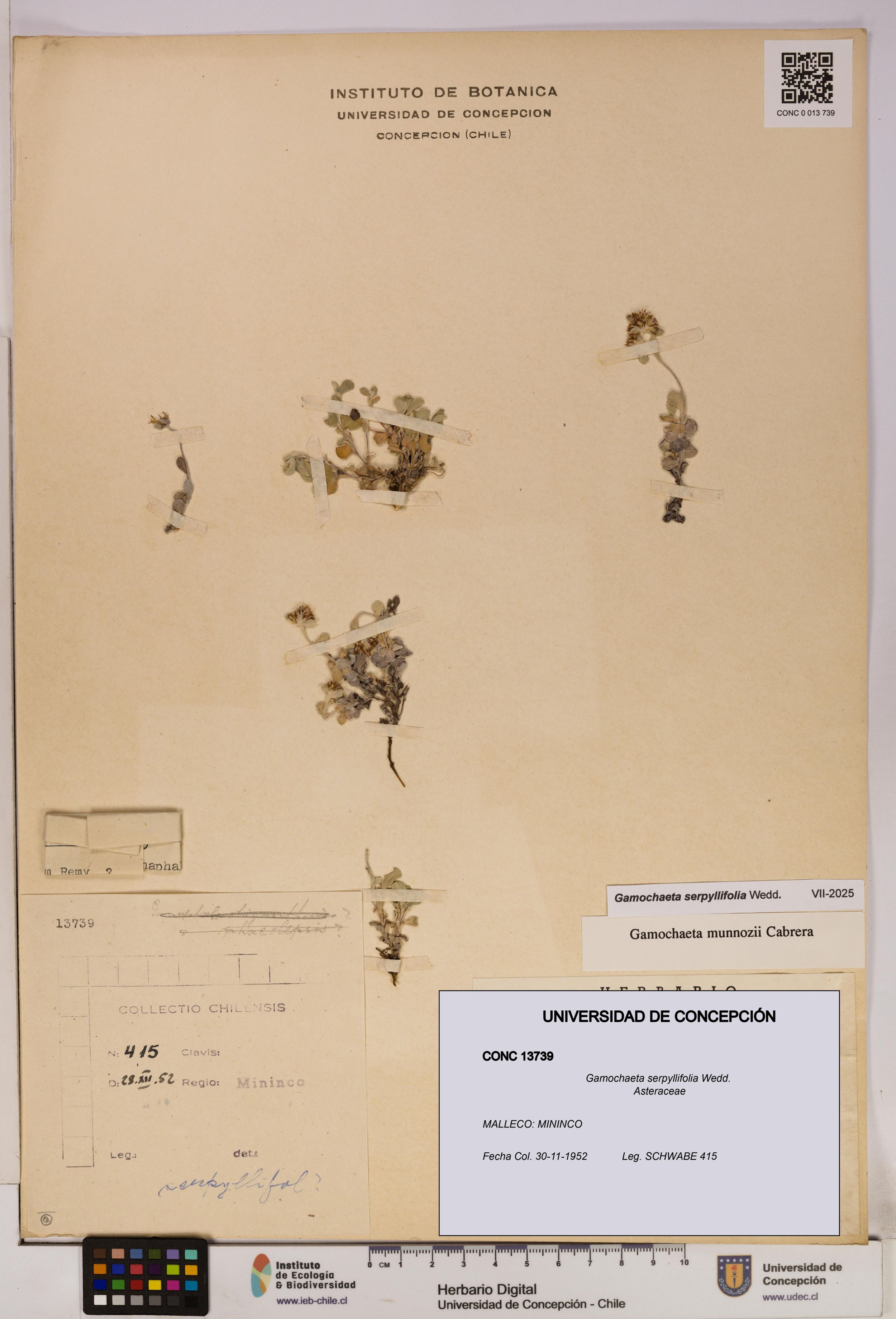Gamochaeta serpyllifolia [Espécimen: ]