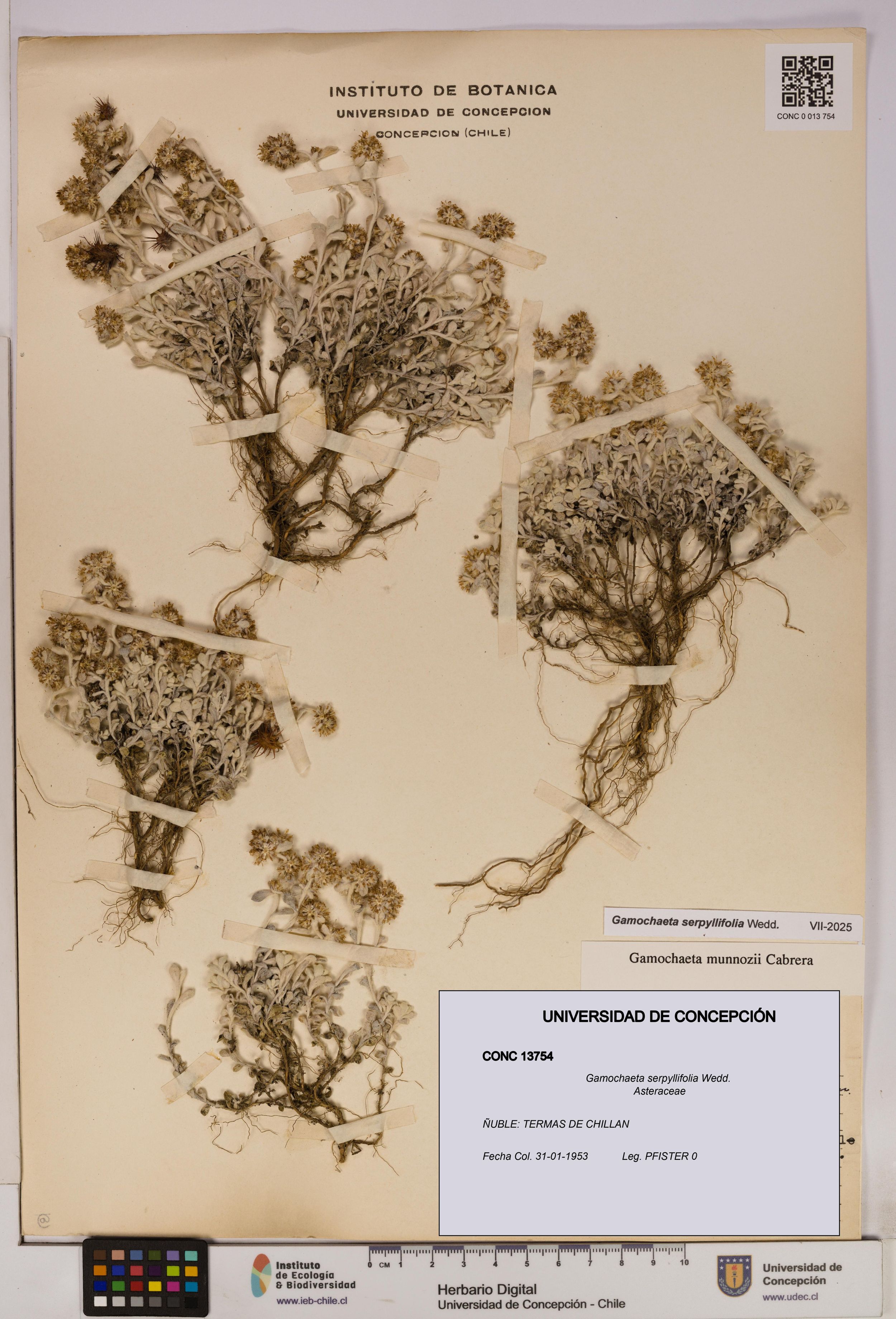 Gamochaeta serpyllifolia [Espécimen: ]