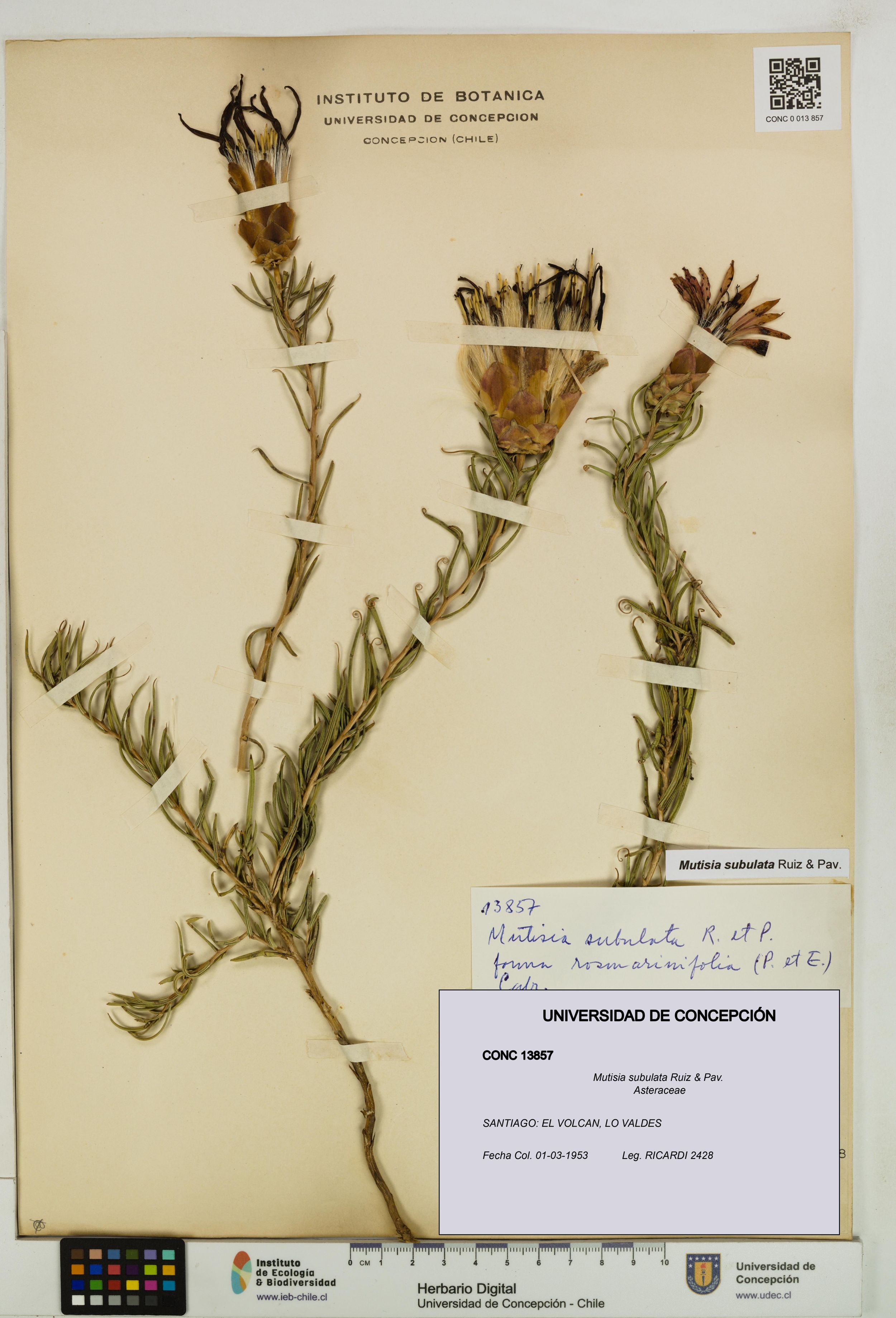 Mutisia subulata [Espécimen: ]