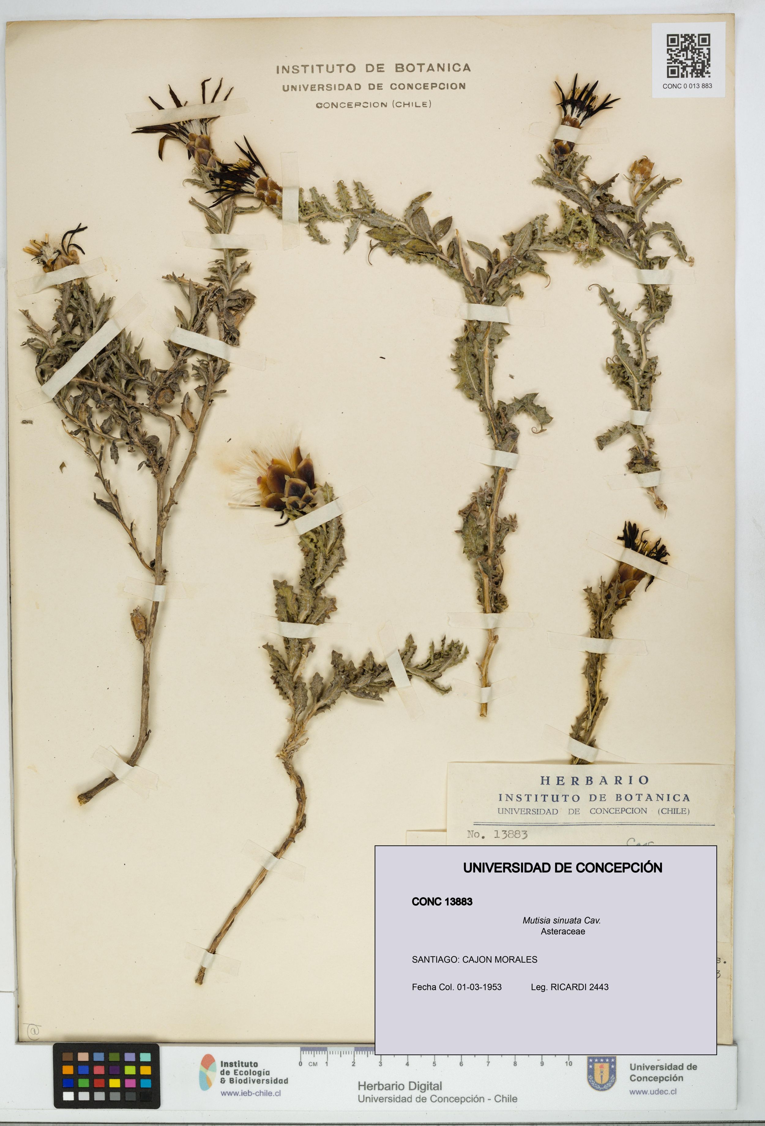 Mutisia sinuata [Espécimen: ]