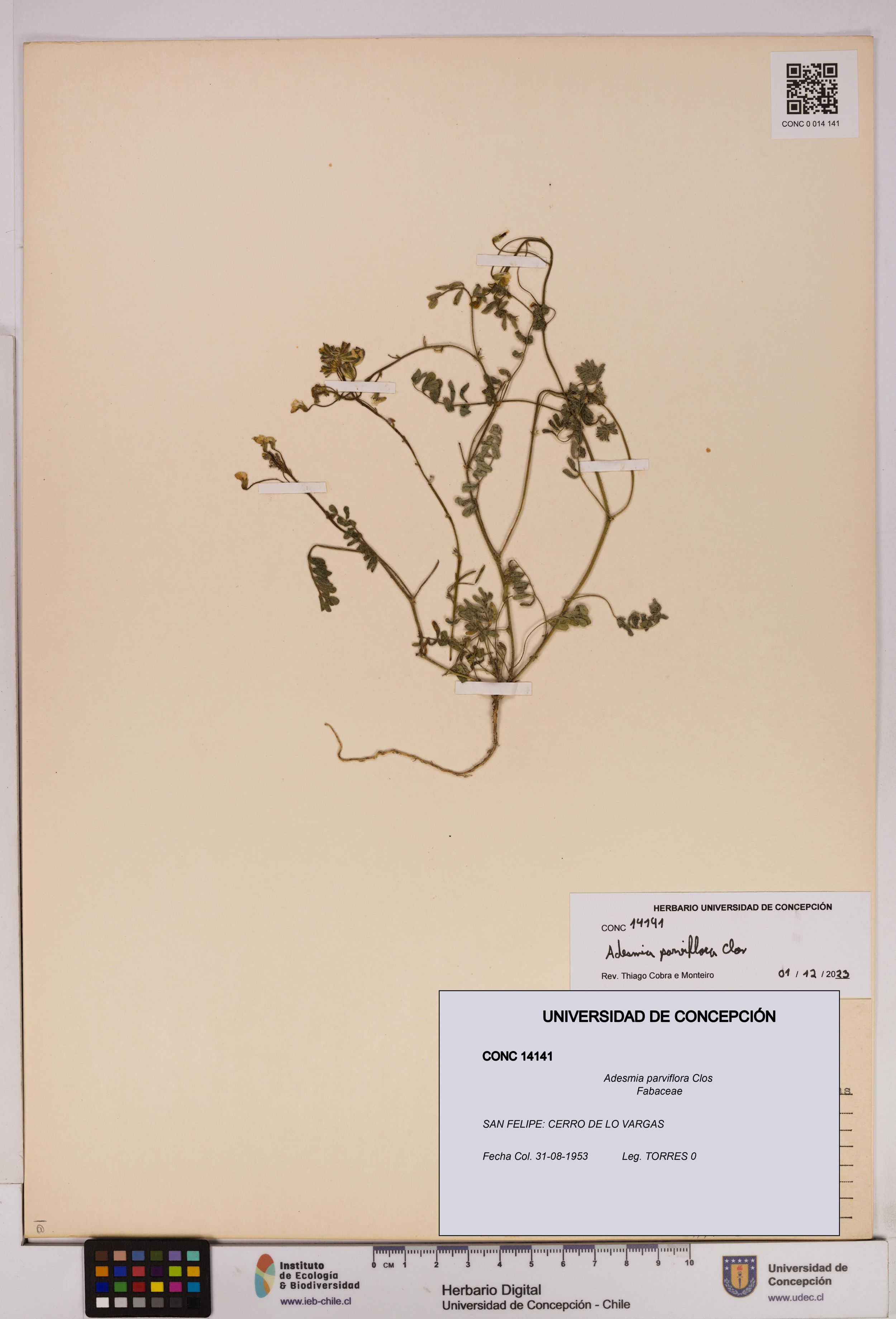 Adesmia parviflora [Espécimen: ]