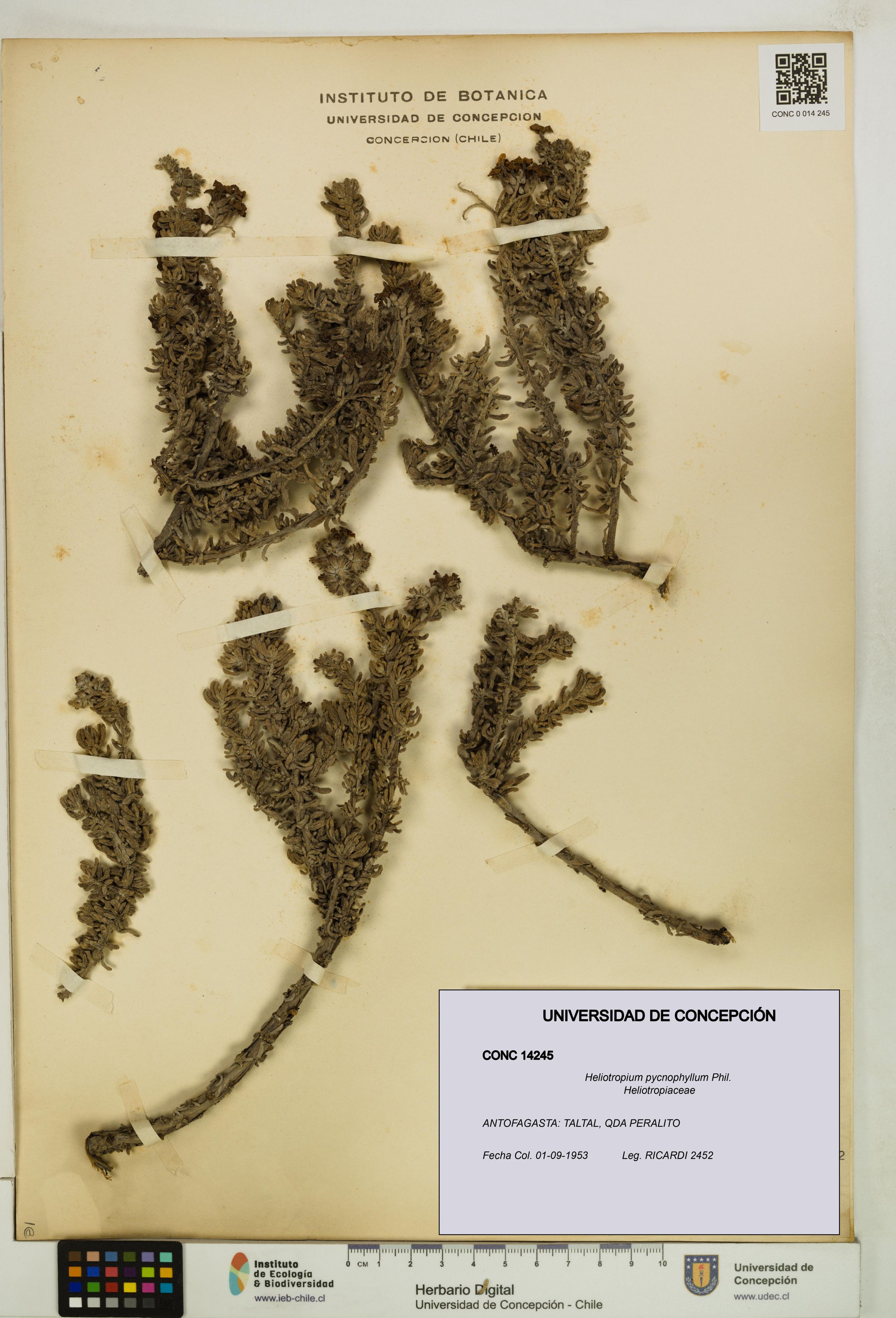 Heliotropium pycnophyllum [Espécimen: ]